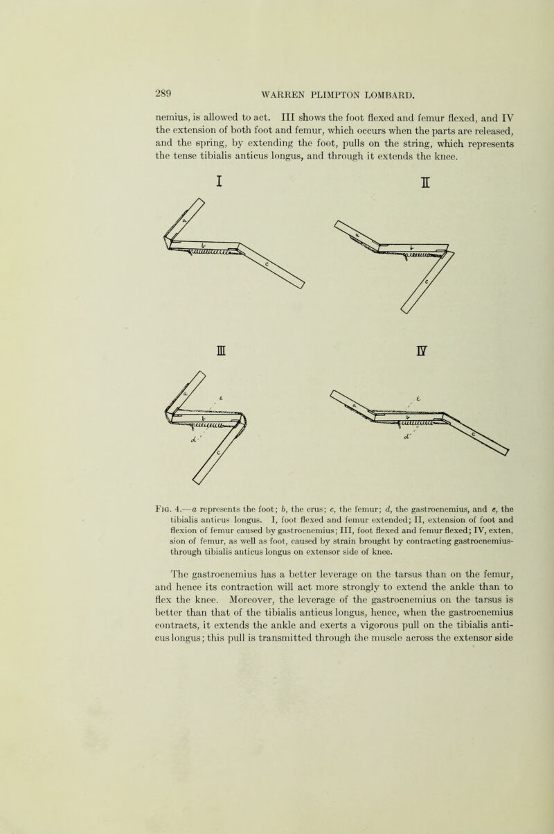 nemius, is allowed to act. Ill shows the foot flexed and femur flexed, and IV the extension of both foot and femur, which occurs when the parts are released, and the spring, by extending the foot, pulls on the string, which represents the tense tibialis anticus longus, and through it extends the knee. 1 I Fig. 4.—a represents the foot; 6, the crus; c, the femur; d, the gastrocnemius, and e, the tibialis anticus longus. I, foot flexed and femur extended; II, extension of foot and flexion of femur caused by gastrocnemius; III, foot flexed and femur flexed; IV, exten, sion of femur, as well as foot, caused by strain brought by contracting gastrocnemius- through tibialis anticus longus on extensor side of knee. The gastrocnemius has a better leverage on the tarsus than on the femur, and hence its contraction will act more strongly to extend the ankle than to flex the knee. Moreover, the leverage of the gastrocnemius on the tarsus is better than that of the tibialis anticus longus, hence, when the gastrocnemius contracts, it extends the ankle and exerts a vigorous pull on the tibialis anti- cus longus; this pull is transmitted through the muscle across the extensor side