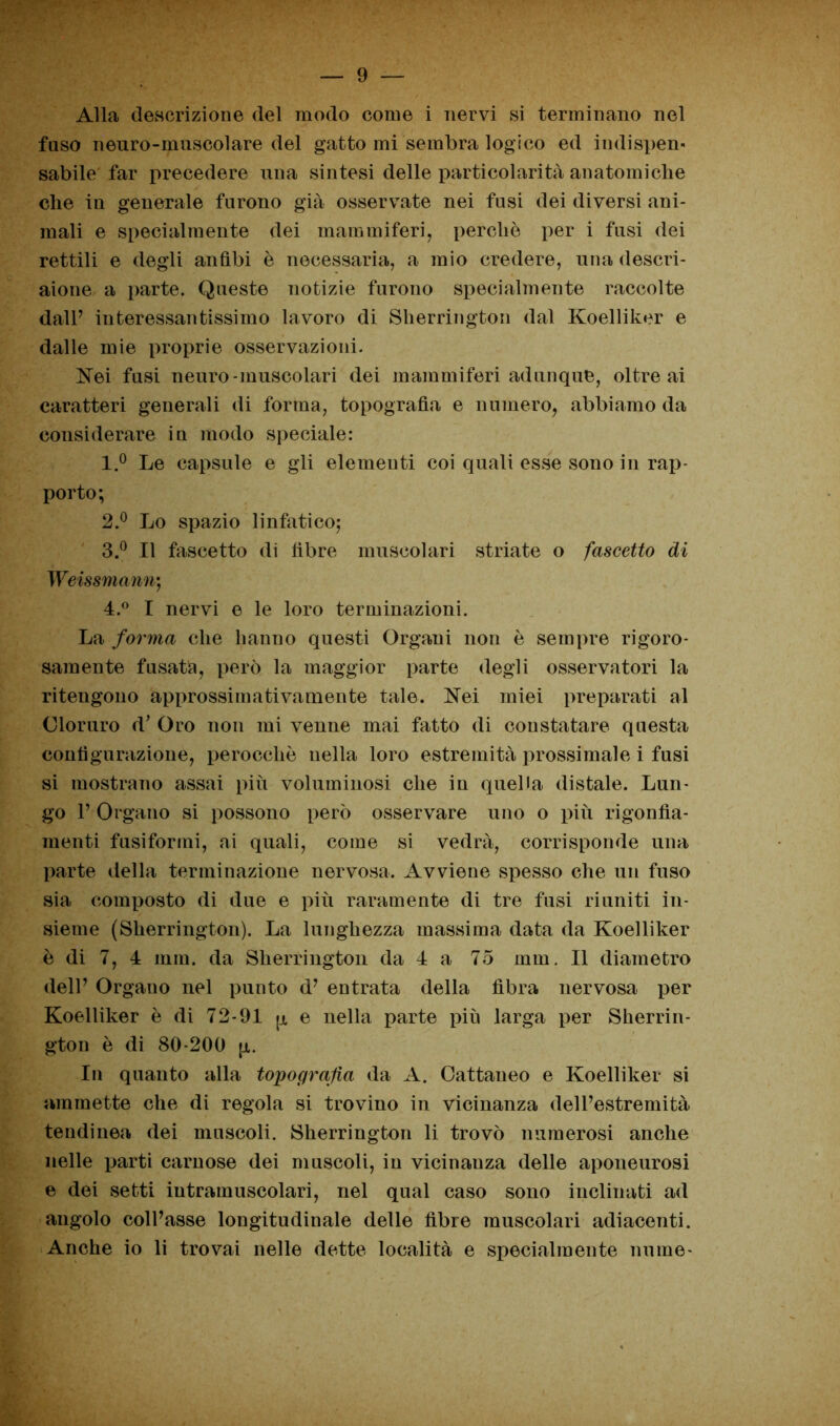 Alla descrizione del modo come i nervi si terminano nel fuso neuro-muscolare del gatto mi sembra logico ed indispen- sabile far precedere una sintesi delle particolarità anatomiche che in generale furono già osservate nei fusi dei diversi ani- mali e specialmente dei mammiferi, perchè per i fusi dei rettili e degli anfibi è necessaria, a mio credere, una descri- aione a parte. Queste notizie furono specialmente raccolte dall’ interessantissimo lavoro di Sherrington dal Koelliker e dalle mie proprie osservazioni. Nei fusi neuro-muscolari dei mammiferi adunque, oltre ai caratteri generali di forma, topografia e numero, abbiamo da considerare in modo speciale: 1. ° Le capsule e gli elementi coi quali esse sono in rap- porto; 2. ° Lo spazio linfatico; 3. ° Il fascetto di fibre muscolari striate o faccetto di Weissmann; 4. ° I nervi e le loro terminazioni. La forma che hanno questi Organi non è sempre rigoro- samente fusata, però la maggior parte degli osservatori la ritengono approssimativamente tale. Nei miei preparati al Cloruro d’ Oro non mi venne mai fatto di constatare questa configurazione, perocché nella loro estremità prossimale i fusi si mostrano assai più voluminosi che in quella distale. Lun- go 1’ Organo si possono però osservare uno o più rigonfia- menti fusiformi, ai quali, come si vedrà, corrisponde una parte della terminazione nervosa. Avviene spesso che un fuso sia composto di due e più raramente di tre fusi riuniti in- sieme (Sherrington). La lunghezza massima data da Koelliker è di 7, 4 min. da Sherrington da 4 a 75 mm. Il diametro dell’ Organo nel punto d’ entrata della fibra nervosa per Koelliker è di 72-91 pi e nella parte più larga per Sherrin- gton è di 80-200 pi. In quanto alla topografia da A. Cattaneo e Koelliker si ammette che di regola si trovino in vicinanza dell’estremità tendinea dei muscoli. Sherrington li trovò numerosi anche nelle parti carnose dei muscoli, in vicinanza delle aponeurosi e dei setti intramuscolari, nel qual caso sono inclinati ad angolo coll’asse longitudinale delle fibre muscolari adiacenti. Anche io li trovai nelle dette località e specialmente nume-