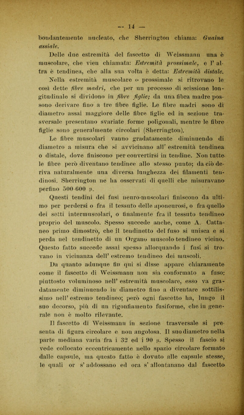 — 14 — bondantemente nucleato, che Sherrington chiama: Guaina assiale. Delle due estremità del fascetto di Weissmanu una è muscolare, che vieu chiamata: Estremità prossimale, e 1’ al- tra è tendinea, che alla sua volta è detta: Estremità distale. Nella estremità muscolare o prossimale si ritrovauo le così dette fibre madri, che per un processo di scissione lon- gitudinale si dividono in fibre figlie; da una libra madre pos- sono derivare fino a tre libre figlie. Le fibre madri sono di diametro assai maggiore delle fibre figlie ed in sezione tra- sversale presentano svariate forme poligonali, mentre le fibre figlie sono generaimeute circolari (Sherrington). Le fibre muscolari vanno gradatamente diminuendo di diametro a misura che si avvicinano all' estremità tendinea o distale, dove finiscono per convertirsi in tendine. Non tutte le fibre però diventano tendinee allo stesso punto; da ciò de- riva naturalmente una diversa lunghezza dei filamenti ten- di nosi. Sherrington ne lia osservati di quelli che misura vana perfino 500 600 Questi tendini dei fusi neuro-muscolari finiscono da ulti- mo per perdersi o fra il tessuto delle aponeurosi, o fra quello dei setti intermuscolari, o finalmente fra il tessuto tendineo proprio del muscolo. Spesso succede anche, come A. Catta- neo primo dimostrò, che il teudinetto del fuso si unisca e si perda nel cendinetto di un Organo muscolo tendineo vicino* Questo fatto succede assai spesso allorquando i fusi si tro- vano in vicinanza dell’ estremo tendineo dei muscoli. Da quanto adunque fin qui si disse appare chiaramente come il fascetto di Weissmanu non sia conformato a fuso: piuttosto voluminoso nell’ estremità muscolare, esso va gra- datamente diminuendo in diametro fino a diventare sottilis- simo nell’estremo tendineo; però ogni fascetto ha, lungo il suo decorso, più di un rigonfiamento fusiforme, che in gene- rale non è molto rilevante. Il fascetto di Weissmaun in sezione trasversale si pre- senta di figura circolare e non angolosa. Il suo diametro nella parte mediana varia fra i 32 ed i 90 n. Spesso il fascio si vede collocato eccentricamente nello spazio circolare formato dalle capsule, ma questo fatto ò dovuto alle capsule stesse, le quali or s’addossano ed ora s’allontanano dal fascetto