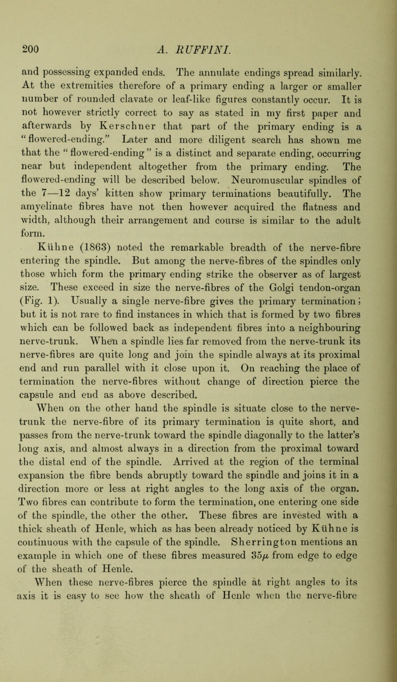 and possessing expanded ends. The annulate endings spread similarly. At the extremities therefore of a primary ending a larger or smaller number of rounded clavate or leaf-like figures constantly occur. It is not however strictly correct to say as stated in my first paper and afterwards by Kerschner that part of the primary ending is a “ flowered-ending.” Later and more diligent search has shown me that the “ flowered-ending ” is a distinct and separate ending, occurring near but independent altogether from the primary ending. The flowered-ending will be described below. Neuromuscular spindles of the 7—12 days’ kitten show primary terminations beautifully. The amyelinate fibres have not then however acquired the flatness and width, although their arrangement and course is similar to the adult form. Kuhne (1863) noted the remarkable breadth of the nerve-fibre entering the spindle. But among the nerve-fibres of the spindles only those which form the primary ending strike the observer as of largest size. These exceed in size the nerve-fibres of the Golgi tendon-organ (Fig. 1). Usually a single nerve-fibre gives the primary termination; but it is not rare to find instances in which that is formed by two fibres which can be followed back as independent fibres into a neighbouring nerve-trunk. When a spindle lies far removed from the nerve-trunk its nerve-fibres are quite long and join the spindle always at its proximal end and run parallel with it close upon it. On reaching the place of termination the nerve-fibres without change of direction pierce the capsule and end as above described. When on the other hand the spindle is situate close to the nerve- trunk the nerve-fibre of its primary termination is quite short, and passes from the nerve-trunk toward the spindle diagonally to the latter’s long axis, and almost always in a direction from the proximal toward the distal end of the spindle. Arrived at the region of the terminal expansion the fibre bends abruptly toward the spindle and joins it in a direction more or less at right angles to the long axis of the organ. Two fibres can contribute to form the termination, one entering one side of the spindle, the other the other. These fibres are invested with a thick sheath of Henle, which as has been already noticed by Kuhne is continuous with the capsule of the spindle. Sherrington mentions an example in which one of these fibres measured 35/jl from edge to edge of the sheath of Henle. When these nerve-fibres pierce the spindle at right angles to its axis it is easy to see how the sheath of Henle when the nerve-fibre