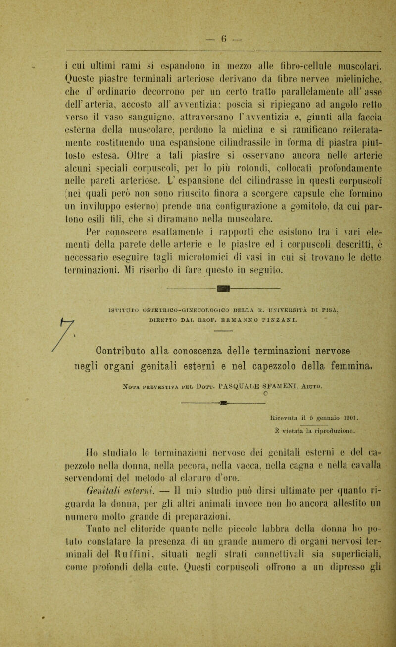 6 — i cui ultimi rami si espandono in mezzo alle libro-cellule muscolari. Queste piastre terminali arteriose derivano da libre nervee mieliniche, che d’ ordinario decorrono per un certo tratto parallelamente all’ asse dell’arteria, accosto all’avventizia; poscia si ripiegano ad angolo retto verso il vaso sanguigno, attraversano l’avventizia e, giunti alla faccia esterna della muscolare, perdono la mielina e si ramificano reiterata- mente costituendo una espansione cilindrassile in forma di piastra piut- tosto estesa. Oltre a tali piastre si osservano ancora nelle arterie alcuni speciali corpuscoli, per lo più rotondi, collocati profondamente nelle pareti arteriose. L’ espansione del cilindrasse in questi corpuscoli (nei quali però non sono riuscito finora a scorgere capsule che formino un inviluppo esterno) prende una configurazione a gomitolo, da cui par- tono esili fili, che si diramano nella muscolare. Per conoscere esattamente i rapporti che esistono tra i vari ele- menti della parete delle arterie e le piastre ed i corpuscoli descritti, è necessario eseguire tagli microtomici di vasi in cui si trovano le dette terminazioni. Mi riserbo di fare questo in seguito. ISTITUTO OSTETRICO-GINECOLOGICO DELLA K. UNIVERSITÀ DI PISA, DIRETTO DAL 11ROF. ERMANNO PINZANI. Contributo alla conoscenza delle terminazioni nervose negli organi genitali esterni e nel capezzolo della femmina, Nota preventiva pel Dott. PASQUALE SFAMENI, Aiuto. C [Ricevuta il 5 gennaio 1901. È vietata la riproduzione. Ho studiato le terminazioni nervose dei genitali esterni e del ca- pezzolo nella donna, nella pecora, nella vacca, nella cagna e nella cavalla servendomi del metodo al cloruro d’oro. Genitali esterni. — SI mio studio può dirsi ultimato per quanto ri- guarda la donna, per gli altri animali invece non ho ancora allestito un numero molto grande di preparazioni. Tanto nel clitoride quanto nelle piccole labbra della donna ho po- tuto constatare la presenza di un grande numero di organi nervosi ter- minali del II u f fin i, situati negli strati con net ti vali sia superficiali, come profondi della cute. Questi corpuscoli offrono a un dipresso gli