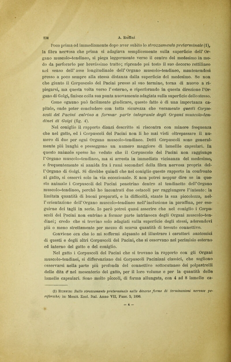 Poco prima od immediamente dopo aver subito lo strozzamento preterminale (1), la fibra nervosa che prima si adagiava semplicemente sulla superficie dell’ Or- gano muscolo-tendineo, si piega leggermente verso il centi’o del medesimo in mo- do da perforarlo per brevissimo tratto ; riprende poi tosto il suo decorso rettilineo nel senso dell’ asse longitudinale dell’ Organo muscolo-tendineo, mantenendosi presso a poco sempre alla stessa distanza dalla superficie del medesimo. Se non che giunto il Corpuscolo del Pacini presso al suo termine, torna di nuovo a ri- piegarsi, ma questa volta verso l’esterno, e riperforando in questa direzione l’Or- gano di Golgi, finisce colla sua punta nuovamente adagiata sulla superficie dello stesso. Come ognuno può facilmente giudicare, questo fatto è di una importanza ca- pitale, onde poter concludere con tutta sicurezza che veramente questi Corpu- scoli del Pacini entrino a formar parte integrante degli Organi muscolo-ten- dinei di Golgi (fig. 4). Nel coniglio il rapporto dianzi descritto si riscontra con minore frequenza che nel gatto, ed i Corpuscoli del Pacini non li ho mai visti oltrepassare il nu- mero di due per ogni Organo muscolo-tendineo. Detti Corpuscoli sono general- mente più lunghi e posseggono un numero maggiore di lamellle capsulari. In questo animale spesso ho veduto che il Corpuscolo del Pacini non raggiunge l’Organo muscolo-tendineo, ma si aiTesta in immediata vicinanza del medesimo, e frequentemente si annida fra i rami secondari della fibra nervosa propria dei- fi Organo di Golgi. Si direbbe quindi che nel coniglio questo rapporto in confronto al gatto, si osservi solo in via eccezionale. E non potrei neppur dire se in que- sto animale i Corpuscoli del Pacini penetrino dentro al tendinetto dell’Organo muscolo-tendineo, perchè ho incontrati due ostacoli per raggiungere fi intento: la limitata quantità di buoni preparati, e la difficoltà, stante la sua piccolezza, nel- l’orientazione dell’Organo muscolo-tendineo nell’inclusione in paraffina, per ese- guirne dei tagli in serie. Io però potrei quasi asserire che nel coniglio i Corpu- scoli del Pacini non entrino a formar parte intrinseca degli Organi muscolo-ten- dinei; credo che si trovino solo adagiati sulla superficie degli stessi, aderendovi più 0 meno strettamente per mezzo di scarsa quantità di tessuto connettivo. Conviene ora che io mi soffermi alquanto ad illustrare i caratteri anatomici di questi e degli altri Corpuscoli del Pacini, che si osservano nel perimisio esterno ed interno del gatto e del coniglio. Nel gatto i Corpuscoli del Pacini che si trovano in rapporto con gli Organi muscolo-tendinei, si differenziano dai Corpuscoli Paciniani classici, che sogliono osservarsi nella parte più profonda del connettivo sottocutaneo dei polpastrelli delle dita e nel mesenterio del gatto, per il loro volume e per la quantità delle lamelle capsulari. Sono molto piccoli, di forma allungata, con 4 ad 8 lamelle ca- (1) Ruffini Sullo strozzamento preterminale nelle diverse forme di terminazioni nervose pe- riferiche; in: Monit. Zool. Ital. Anno VII, Fase. 5, 1896. — 4 —