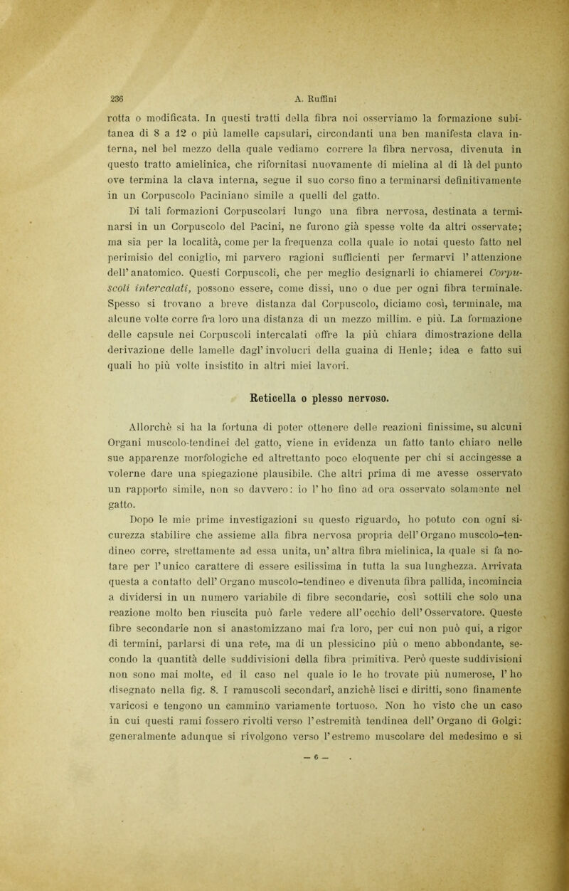 rotta 0 modificata. In questi tratti della fibra noi osserviamo la formazione subi- tanea di 8 a 12 0 più lamelle capsulari, circondanti una ben manifesta clava in- terna, nel bel mezzo della quale vediamo correre la fibra nervosa, divenuta in questo tratto amielinica, che rifornitasi nuovamente di mielina al di là del punto ove termina la clava interna, segue il suo corso fino a terminarsi definitivamente in un Corpuscolo Paciniano simile a quelli del gatto. Di tali formazioni Corpuscolari lungo una fibra nervosa, destinata a termi- narsi in un Corpuscolo del Pacini, ne furono già spesse volte da altri osservate; ma sia per la località, come per la frequenza colla quale io notai questo fatto nel perimisio del coniglio, mi parvero ragioni sufficienti per fermarvi l’attenzione dell’ anatomico. Questi Corpuscoli, che per meglio designarli io chiamerei Corpu- scoli intercalati, possono essere, come dissi, uno o due per ogni fibra terminale. Spesso si trovano a breve distanza dal Corpuscolo, diciamo così, terminale, ma alcune volte corre fra loro una distanza di un mezzo millim. e più. La formazione delle capsule nei Corpuscoli intercalati offre la più chiara dimostrazione della derivazione delle lamelle dagl’involucri della guaina di Henle; idea e fatto sui quali ho più volte insistito in altri miei lavorò. Reticella o plesso nervoso. Allorché si ha la foiduna di poter ottenerle delle reazioni finissime, su alcuni Organi muscolo-tendinei del gatto, viene in evidenza un fatto tanto chiaro nelle sue appai-enze morfologiche ed altrettanto poco eloquente per chi si accingesse a volerne dar*e una spiegazione plausibile. Che altri prima di me avesse ossero'ato un rapporto simile, non so davvero: io l’ho fino ad ora osservato solamente nel gatto. Dopo le mie pi-ime investigazioni su questo riguardo, ho potuto con ogni si- curezza stabilire che assieme alla fibra nei'vosa pr’opria dell’Organo muscolo-ten- dineo con-e, strettamente ad essa unita, un’altra fibr^a mielinica, la quale si fa no- tai’e per l’unico carattere di essei'e esilissima in tutta la sua lunghezza. Arrivata questa a contatto dell’ Oi'gano muscolo-tendineo e divenuta fibra pallida, incomincia a dividersi in un numero variabile di fibi'e secondarie, così sottili che solo una l'eazione molto ben riuscita può farle vedere all’occhio dell’Osservatore. Queste fibre secondarie non si anastomizzano mai fra loro, per cui non può qui, a rigor di termini, pariar“si di una rete, ma di un plessicino più o meno abbondante, se- condo la quantità delle suddivisioni della fibr’a primitiva. Per’ò queste suddivisioni non sono mai molte, ed il caso nel quale io le ho tr’ovate più numer’ose, 1’ ho rlisegnato nella fig. 8. I r’amuscoli secondari, anziché lisci e diritti, sono finamente varicosi e tengono un cammino variamente tortuoso. Non ho visto che un caso in cui questi rami fossero rivolti verso l’estr’emità tendinea dell’Origano di Golgi: generalmente adunque si rivolgono verso l’estr’emo muscolare del medesimo e si — 6 —