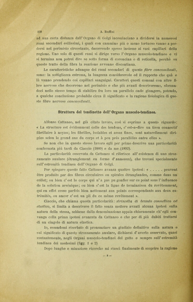ad lina certa distanza dall’ Organo di Golgi incominciano a dividersi in numerosi rami secondari esilissimi, i quali con cammino più o meno tortuoso vanno a per- dersi nel perimisio circostante, decorrendo spesso insieme ai vasi capillari della regione. Uno solo di questi rami si dirige verso 1’ Organo muscolo-tendineo e vi si termina non potrei dire se sotto forma di coroiicina o di reticella, perchè su questo tratto della fibra la reazione avvenne discontinua. Le caratteristiche adunque dei rami secondari di queste fibre concomitanti, sono; la sottigliezza estrema, la lungezza considerevole ed il rapporto che quà e là vanno prendendo coi capillari sanguigni. Caratteri questi comuni con altre fi- bre nervose che decorrono nel perimisio e che più avanti descriveremo, sforzan- doci nello stesso tempo di stabilire fra loro un parallelo onde giungere, potendo, a qualche conclusione probabile circa il significato e la ragione fisiologica di que- ste fibre nervose concomitanti. Struttura del tendinetto dell’ Organo muscolo-tendineo. Alfonso Cattaneo, nel già citato lavoro, cosi si esprime a questo riguardo: « La structure est évidemment celle des tendons, c’ est-a-dire un tissu connectif fibrillai re à noyau; les fibrilles, isolables et assez fines, sont naturellement diri- gées selon le grand axe du corps et à peu prés paralléles entre elles ». Se non che in questo stesso lavoro egli per primo descrive una particolarità confermata più tardi da Ciaccio (1889) e da me (1892). La particolarità osservata da Cattaneo si riferisce all’ esistenza di uno stroz- zamento anulare (étranglement en forme d’anneaux), che trovasi specialmente sull’ estremità tendinea dell’ Organo di Golgi. Per spiegare questo fatto Cattaneo avanza quattro ipotesi: « peuvent étre produits par des fibres circulaires ou spirales étranglandes, comme dans un collet; ou bien c’est le corps qui n’a pas pu gonfler sur ce point sous rinfluence de la solution arsénique; ou bien c’est la ligne de terminaison du revétemment, qui en etfet cesse parfois bien nettement aux points correspondants aux deux ex- trérnités, ou ancor c’ est un pii du ce méme revétement ». Ciaccio, che chiama questa particolarità : striscetta di tessido connettivo od clastico, si limita a descrivere il fatto senza mettere avanti alcuna ipotesi sulla natura della stessa, sebbene dalla denominazione appaia chiaramente eh’ egli con- venga colla prima ipotesi avanzata da Cattaneo e che per di più dubiti trattarsi di un cingolo di natura elastica. Io, essendomi riserbato di pronunziare un giudizio definitivo sulla natura e sul significato di questo strozzamento anulare, dichiarai d’averlo osservato, quasi oostantemente, negli Organi muscolo-tendinei del gatto e sempre sull’ estremità tendinea dei medesimi (figg. 1 e 2) Dopo lunghe e minuziose ricerche mi riusci finalmente di scoprire la ragione — 8 —