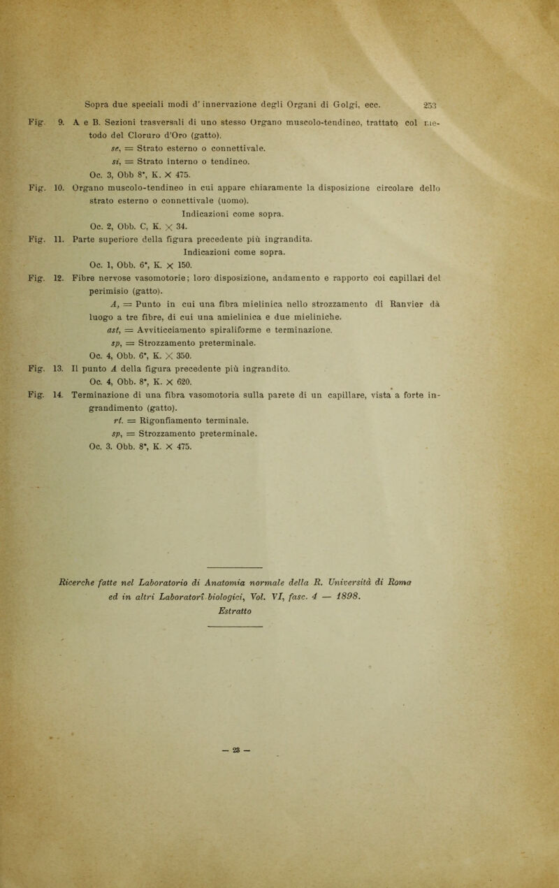 Fig. 9. A e B. Sezioni trasversali di uno stesso Organo muscolo-tendineo, trattato col me- todo del Cloruro d’Oro (gatto). se, = Strato esterno o connettivale. si, = Strato interno o tendineo. Fig. Fig. Fig. Fig. Fig. Oc. 3, Obb 8-, K. X 475. 10. Organo muscolo-tendineo in cui appare chiaramente la disposizione circolare dello strato esterno o connettivale (uomo). Indicazioni come sopra. Oc. 2, Obb. C, K. X 34. 11. Parte superiore della figura precedente più ingrandita. Indicazioni come sopra. Oc. 1, Obb. 6‘, K. X 150. 12. Fibre nervose vasomotorie; loro disposizione, andamento e rapporto coi capillari del perimisio (gatto). A, = Punto in cui una fibra mielinica nello strozzamento di Ranvier dà luogo a tre fibre, di cui una amielinica e due mieliniche. as(, = Avviticciamento spiraliforme e terminazione. sp, = Strozzamento preterminale. Oc. 4, Obb. 6*, K. X 350. 13. Il punto A della figura precedente più ingrandito. Oc. 4, Obb. 8*, K. X 620. 14. Terminazione di una fibra vasomotoria sulla parete di un capillare, vista a forte in- grandimento (gatto). rt. — Rigonfiamento terminale. sp, = Strozzamento preterminale. Oc. 3. Obb. 8*, K. X 475. Ricerche fatte nel Laboratorio di Anatomia normale della R. Università di Roma ed in altri Laboratori biologici. Voi. VI, fase. 4 — 1898. Estratto — 23 —