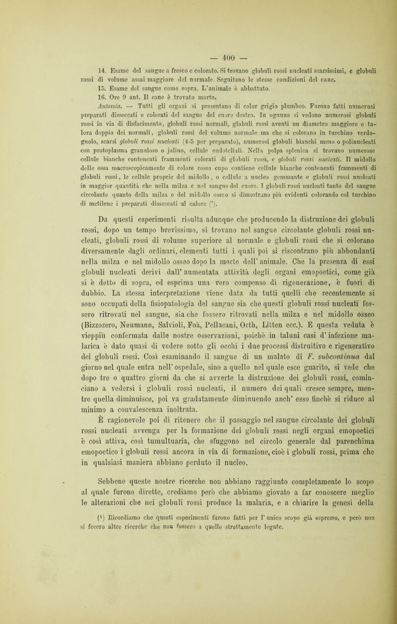 14. Esame elei sangue a fresco e colorato. Si trovano globuli rossi nucleati scarsissimi, e globuli rossi di volume assai maggiore del normale. Seguitano le stesse condizioni del cane. 15. Esame del sangue come sopra. L'animale è abbattuto. 16. Ore 9 ant. Il cane è trovato morto. Autossia. — Tutti gli organi si presentano di color grigio plumbeo. Furono fatti numerosi preparati disseccati e colorati del sangue del cuore destro. In ognuno si vedono numerosi globuli rossi in via di disfacimento, globuli rossi normali, globuli rossi aventi un diametro maggiore e ta- lora doppio dei normali, globuli rossi del volume normale ma clic si colorano in turchino verdo- gnolo, scarsi globuli rossi nucleati (4-5 per preparato), numerosi globuli bianchi meno o polinucleati con protoplasma granuloso o jalino, cellule endoteliali. Nella polpa splenica si trovano numerose cellule bianche contenenti frammenti colorati di globuli rossi, e globuli rossi nucleati. Il midollo delle ossa macroscopicameute di colore rosso cupo contiene cellule bianche contenenti frammenti di globuli rossi, le cellule proprie del midollo, o cellule a nucleo gemmante e globuli rossi nucleati in maggior quantità che nella milza e nel sangue del cuore. I globuli rossi nucleati tanto del sangue circolante quanto della milza e del midollo osseo si dimostrano più evidenti colorando col turchino di metilene i preparati disseccati al calore ('). Da questi esperimenti risulta adunque che producendo la distruzione dei globuli rossi, dopo un tempo brevissimo, si trovano nel sangue circolante globuli rossi nu- cleati, globuli rossi di volume superiore al normale e globuli rossi che si colorano diversamente dagli ordinari, elementi tutti i quali poi si riscontrano pili abbondanti nella milza e nel midollo osseo dopo la morte dell’animale. Che la presenza di essi globuli nucleati derivi dall’ aumentata attività degli organi emopoetici, come già si è detto di sopra, ed esprima una vero compenso di rigenerazione, è fuori di dubbio. La stessa interpretazione viene data da tutti quelli che recentemente si sono occupati della fisiopatologia del sangue sia che questi globuli rossi nucleati fos- sero ritrovati nel sangue, sia che fossero ritrovati nella milza e nel midollo osseo (Bizzozero, Neumann, Salvioli, Foà, Pellacani, Orth, Litten ecc.). E questa veduta è vieppiù confermata dalle nostre osservazioni, poiché in taluni casi d’infezione ma- larica è dato quasi di vedere sotto gli occhi i due processi distruttivo e rigenerativo dei globuli rossi. Così esaminando il sangue di un malato di F. subcontinua dal giorno nel quale entra nell’ospedale, sino a quello nel quale esce guarito, si vede che dopo tre o quattro giorni da che si avverte la distruzione dei globuli rossi, comin- ciano a vedersi i globuli rossi nucleati, il numero dei quali cresce sempre, men- tre quella diminuisce, poi va gradatamente diminuendo anch’ esso finche si riduce al minimo a convalescenza inoltrata. È ragionevole poi di ritenere che il passaggio nel sangue circolante dei globuli rossi nucleati avvenga per la formazione dei globuli rossi negli organi emopoetici è così attiva, così tumultuaria, che sfuggono nel circolo generale dal parenchima emopoetico i globuli rossi ancora in via di formazione, cioè i globuli rossi, prima che in qualsiasi maniera abbiano perduto il nucleo. Sebbene queste nostre ricerche non abbiano raggiunto completamente lo scopo al quale furono dirette, crediamo però che abbiamo giovato a far conoscere meglio le alterazioni che nei globuli rossi produce la malaria, e a chiarire la genesi della (1) Ricordiamo clic questi esperimenti furono fatti per l'unico scopo già espresso, e però non si fecero altre ricerche che non fossero a quelle strettamente legate.