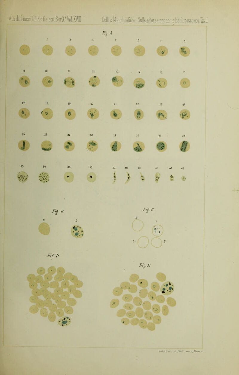 Atti deiLiticei. C1. Sc fìs eco. Ser3aVo[.XVHI Celli e Marchiafava. Sulle alterazioni dei gloklirossi eco. le Flì A i 2 3 4 5 6 : 6 «v • 9 IO 11 12 13 14 15 16 * o « 0 'è «r • » * «r \ ‘ \ o 17 18 19 20 21 22 23 24 f 0 f • * r * 'it V 'p. 25 26 27 28 29 30 31 32 J %*S> A. . • * • * - **£ f 33 34 35 36 37 38 39 40 41 42 ti'-.?.;/;. H % * t- * f * 'J? ^ È F,ìc a b 6 a b / r b' 6” FlS D Fi8 E «• • • ■* 1% .♦ . •• 0 0 '4L o /» Qa Lit.Bruno e Salomone, Roma .
