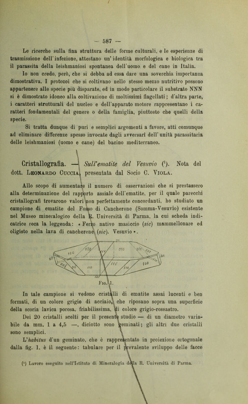 / - 587 — Le ricerche sulla fina struttura delle forme culturali, e le esperienze di trasmissione dell'infezione, attestano un’identità morfologica e biologica tra il parassita della leishmaniosi spontanea dell'uomo e del cane in Italia. Io non credo, però, che si debba ad essa dare una soverchia importanza dimostrativa. I protozoi che si coltivano nello stesso mezzo nutritivo possono appartenere alle specie più disparate, ed in modo particolare il substrato NNN si è dimostrato idoneo alla coltivazione di moltissimi flagellati ; d'altra parte, i caratteri strutturali del nucleo e dell’apparato motore rappresentano i ca- ratteri fondamentali del genere o della famiglia, piuttosto che quelli della specie. Si tratta dunque di puri e semplici argomenti a favore, atti comunque ad eliminare ditferenze spesso invocate dagli avversari dell’unità parassitala delle leishmaniosi (uomo e cane) del bacino mediterraneo. Cristallografìa. - Sull'ematite del Vesuvio C). Nota del doti. Leonardo Cuccia, presentata dal Socio C. Viola. alla determinazione del rapporto assiale dell'ematite, per il quale parecchi cristallografi trovarono valori toon perfettamente concordanti, ho studiato un campione di ematite del Fosso di Cancherone (Somma-Vesuvio) esistente nel Museo mineralogico della R. Università di Parma, la cui scheda indi- catrice reca la leggenda : « Ferino nativo masiccio (sic) mammellonare ed oligisto nella lava di cancherene (sic). Vesuvio. In tale campione si vedono cristalli di ematite assai lucenti e ben formati, di un colore grigio di acciaio,, che riposano sopra una superficie della scoria lavica porosa, friabilissima, tìi colore grigio-rossastro. Dei 20 cristalli scelti per il presente studio — di un diametro varia- bile da mm. 1 a 4,5 —, diciotto sono geminati ; gli altri due cristalli sono semplici. \ L'habitus d'un geminato, che è rappreàentato in proiezione ortogonale dalla fig. 1, è il seguente: tabulare per il prevalente sviluppo delle facce \ numero di osservazioni che si prestassero (l) Lavoro eseguito nell’Istituto di Mineralogia della R. Università di Parma.