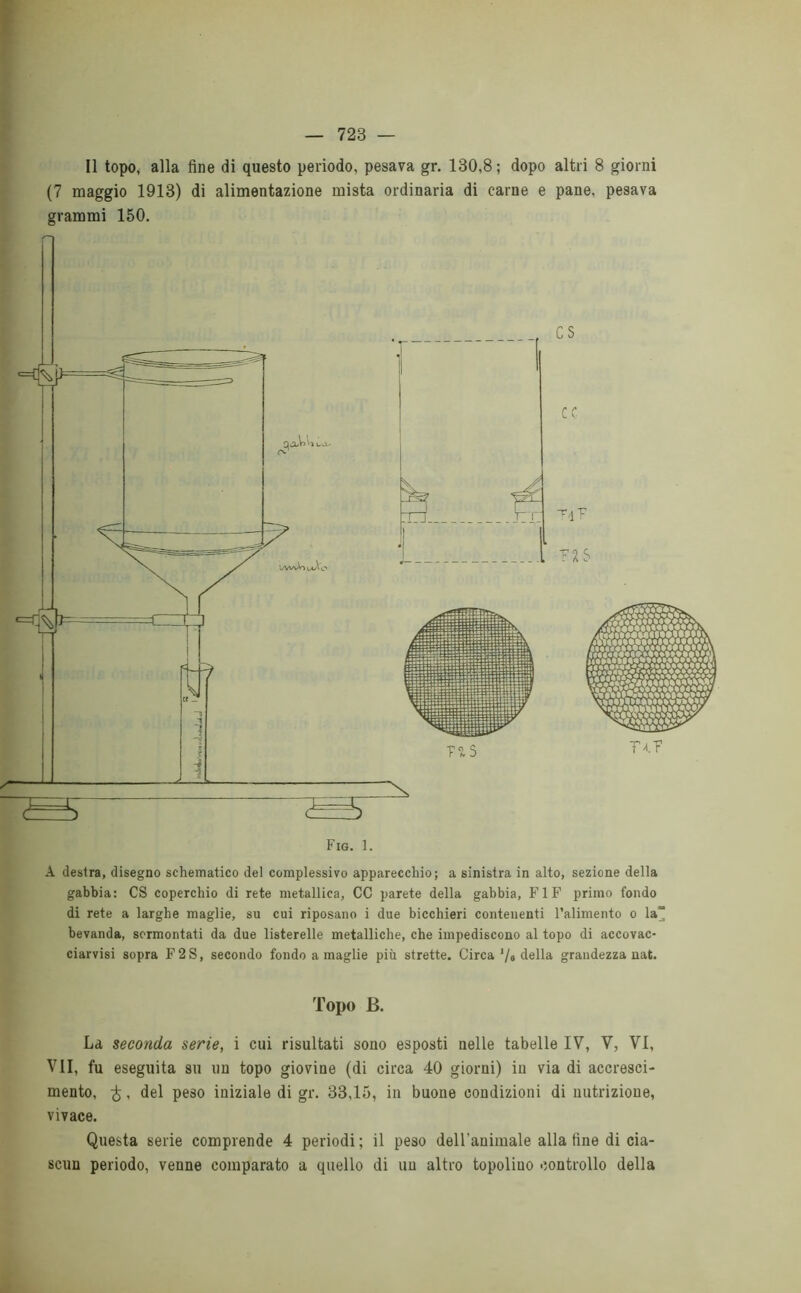 Il topo, alla fine di questo periodo, pesava gr. 130,8; dopo altri 8 giorni (7 maggio 1913) di alimentazione mista ordinaria di carne e pane, pesava grammi 150. Fig. 1. A destra, disegno schematico del complessivo apparecchio; a sinistra in alto, sezione della gabbia: CS coperchio di rete metallica, CC parete della gabbia, F1F primo fondo di rete a larghe maglie, su cui riposano i due bicchieri contenenti l’alimento o la“ bevanda, sormontati da due listerelle metalliche, che impediscono al topo di accovac- ciarvisi sopra F2S, secondo fondo a maglie più strette. Circa Va della grandezza nat. Topo B. La seconda serie, i cui risultati sono esposti nelle tabelle IV, V, VI, VII, fu eseguita su un topo giovine (di circa 40 giorni) in via di accresci- mento, £, del peso iniziale di gr. 33,15, in buone condizioni di nutrizione, vivace. Questa serie comprende 4 periodi ; il peso dell'animale alla fine di cia- scun periodo, venne comparato a quello di un altro topolino controllo della