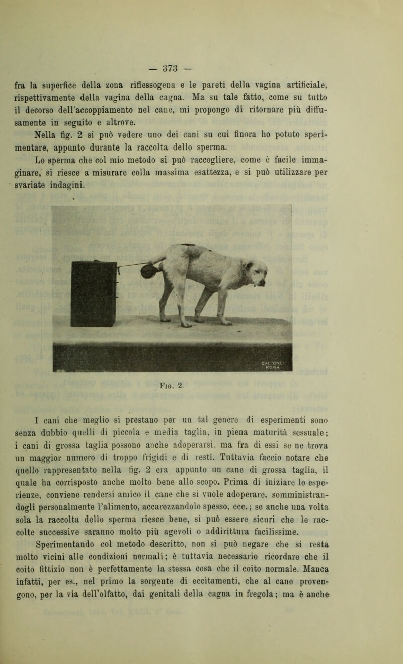 fra la superfice della zona rifìessogena e le pareti della vagina artificiale, rispettivamente della vagina della cagna. Ma su tale fatto, come su tutto il decorso dell'accoppiamento nel cane, mi propongo di ritornare più diffu- samente in seguito e altrove. Nella fig. 2 si può vedere uno dei cani su cui finora ho potuto speri- mentare, appunto durante la raccolta dello sperma. Lo sperma che col mio metodo si può raccogliere, come è facile imma- ginare, si riesce a misurare colla massima esattezza, e si può utilizzare per svariate indagini. Fig. 2 I cani che meglio si prestano per un tal genere di esperimenti sono senza dubbio quelli di piccola e media taglia, in piena maturità sessuale; i cani di grossa taglia possono anche adoperarsi, ma fra di essi so ne trova un maggior numero di troppo frigidi e di resti. Tuttavia faccio notare che quello rappresentato nella fig. 2 era appunto un cane di grossa taglia, il quale ha corrisposto anche molto bene allo scopo. Prima di iniziare le espe- rienze, conviene rendersi amico il cane che si vuole adoperare, somministran- dogli personalmente l’alimento, accarezzandolo spesso, ecc. ; se anche una volta sola la raccolta dello sperma riesce bene, si può essere sicuri che le rac- colte successive saranno molto più agevoli o addirittura facilissime. Sperimentando col metodo descritto, non si può negare che si resta molto vicini alle condizioni normali; è tuttavia necessario ricordare che il coito fittizio non è perfettamente la stessa cosa che il coito normale. Manca infatti, per es., nel primo la sorgente di eccitamenti, che al cane proven- gono, per la via dell’olfatto, dai genitali della cagna in fregola; ma è anche