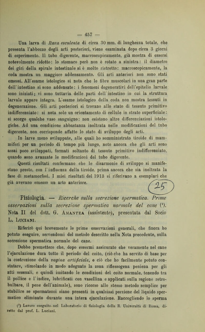 Una larva di Rana esculenta di circa 30 mm. di lunghezza totale, che presenta l’abbozzo degli arti posteriori, viene esaminata dopo circa 3 giorni di esperimento. 11 tubo digerente, macroscopicamente, già mostra di essersi notevolmente ridotto: lo stomaco però non è rotato a sinistra: il diametro dei giri della spirale intestinale si è molto ristretto: macroscopicamente, la coda mostra un maggiore addensamento. Gli arti anteriori non sono stati emessi. All’esame istologico si nota che le fibre muscolari in una gran parte dell’intestino si sono addensate: i fenomeni degenerativi dell’epitelio larvale sono iniziati; vi sono tuttavia delle parti dell’intestino in cui la struttura larvale appare integra. L’esame istologico della coda non mostra tessuti in degenerazione. Gli arti posteriori si trovano allo stato di tessuto primitivo indifferenziato : si nota solo un orientamento di cellule in strato superficiale : si scorge qualche vaso sanguigno: non esistono altre differenziazioni istolo- giche. Ad una condizione abbastanza inoltrata nelle modificazioni del tubo digerente, non corrisponde affatto lo stato di sviluppo degli arti. In larve meno sviluppate, alle quali ho somministrato tiroide di mam- miferi per un periodo di tempo più lungo, noto ancora che gli arti sono assai poco sviluppati, formati soltanto di tessuto primitivo indifferenziato, quando sono avanzate le modificazioni del tubo digerente. Questi risultati confermano che le disarmonie di sviluppo si manife- stano presto, con l’influenza della tiroide, prima ancora che sia inoltrata la fase di metamorfosi. I miei risultati del 1913 si riferivano a esemplari che già avevano emesso un arto anteriore. Fisiologia. — Ricerche sulla secrezione spermatica. Prime osservazioni sulla secrezione spermatica normale del cane ('). Nota II del dott. G. Amantea (assistente), presentata dal Socio L. Luciani. Riferirò qui brevemente le prime osservazioni generali, che finora ho potuto eseguire, servendomi del metodo descritto nella Nota precedente, sulla secrezione spermatica normale del cane. Debbo premettere che, dopo essermi assicurato che veramente nel cane l’ejaculazione dura tutto il periodo del coito, (ciò che ha servito di base per la costruzione della vagina artificiale, e ciò che ho facilmente potuto con- statare, stimolando in modo adeguato la zona riflessogena peniena per gli atti sessuali, e quindi imitando le condizioni del coito normale, tenendo tra il pollice e l’indice, lubrificati con vasellina e applicati sulla regione retro- bulbare, il pene dell’animale), sono ricorso allo stesso metodo semplice per stabilire se spermatozoi siano presenti in qualsiasi porzione del liquido sper- matico eliminato durante una intera ejaculazione. Raccogliendo lo sperma (') Lavoro eseguito nel Laboratorio di fisiologia della R. Università di Roma, di- retto dal prof. L. Luciani.