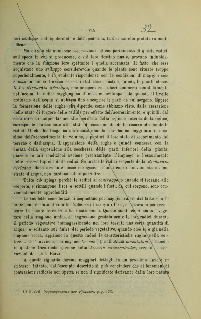 32- teli istologici dell'epidermide e dell' ipoderma, fa da mantello protettivo molto efficace. Ma oltreNa ciò numerose osservazioni sul comportamento di queste radici, sull'epoca in cui si producono, e sul loro destino finale, provano indubbia- mente che la funzione loro spettante è quella accennata. Il fatto che esse acquistano uno sviluppo considerevole quando le piante sono situate troppo superficialmente, è ih evidente rispondenza con le condizioni di maggior sec- chezza in cui si trovano esposti in tal caso i fusti e, quindi, le piante stesse. Nella Richardia africana, che prospera coi tuberi sommersi completamente nell’acqua, le radici raggiungono il massimo sviluppo solo quando il livello ordinario dell’acqua si abbassa fino a scoprire le parti da cui sorgono. Epperò la formazione delle rughe (che dipende, come abbiamo visto, dalla cessazione dello stato di turgore delle cellule per effetto dell’accrescimento, e quindi, dal costituirsi di ampie lacune alla periferia della regione interna della radice) corrisponde esattamente allo stato di esaurimento delle riserve idriche delle radici. Il che ha luogo naturalmente' ,quando esse hanno raggiunto il mas- simo dell’accrescimento in volume, e perduri il loro stato di scoprimento dal terreno o dall’acqua. L’apparizione delle., rughe è quindi connessa con la durata della esposizione alla secchezza delle parti inferiori della pianta, giacché in tali condizioni avviene precisamente l’impiego e l’esaurimento delle riserve liquide delle radici. Se invece le radici scoperte della Richardia africana, dopo divenute flosce e rugose, si fanno coprire novamente da uno strato d’acqua, non tardano ad imputridire. \ Tutto ciò spiega perchè le radici si contraggono quando si trovano allo scoperto, e rimangono lisce e sottili quando i fusti, da cui sorgono, sono con- venientemente approfonditi. Le suddette considerazioni acquistano poi maggior vàlore dal fatto che le radici, cui è stato attribuito l’ufficio di tirar giù i fusti, si iitrovano per eccel- lenza in piante terrestri a fusti sotterranei. Queste piante còminciano a vege- tare nella stagione umida, ed ingrossano gradatamente le lord radici durante il periodo vegetativo, immagazzinando nei loro tessuti una ceiHa quantità di acqua; e soltanto sul finire del periodo vegetativo, quando cioè & è già nella stagione secca, appaiono in queste radici le caratteristiche rughe\nella cor- teccia. Così avviene, per es., nei Crocus (*), nell'Arum maculatimi,\ed anche in qualche Dicotiledone, come nella Ficaria ranunculoides, secondò osser- vazioni del prof. Borzì. A questo riguardo daremo maggiori dettagli in un prossimo lavoi\> in exlenso; intanto, dall’esempio descrittosi può concludere che ai fenomeni, di contrazione radicale non spetta se non il significato derivante dalla loro natura (■) Goebel, Organograpkie der Pflanzen, pag. 478.