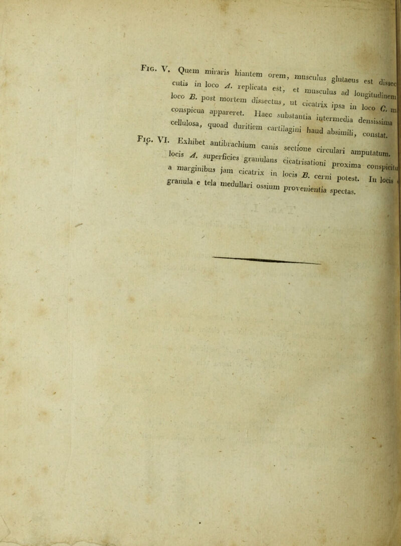 FlG' V’ Quc“ hiantem orem , 111 > «oculus eliuapn<! ot( v cuUs 111 loco A. replicata est et , 1 dlSSeC i0C° A P“> »ortem diasectua’ „t ^. '“‘««em fiG. V J. E^liibet antibiarl.;,,», loci» A 5Upeif,I “ Tm “**” « amputatum. a ni-g-ibus jam cLtZ^ ZTbT ——oS5iump,::er^riu,oai X -Ix.-»* i*d^‘