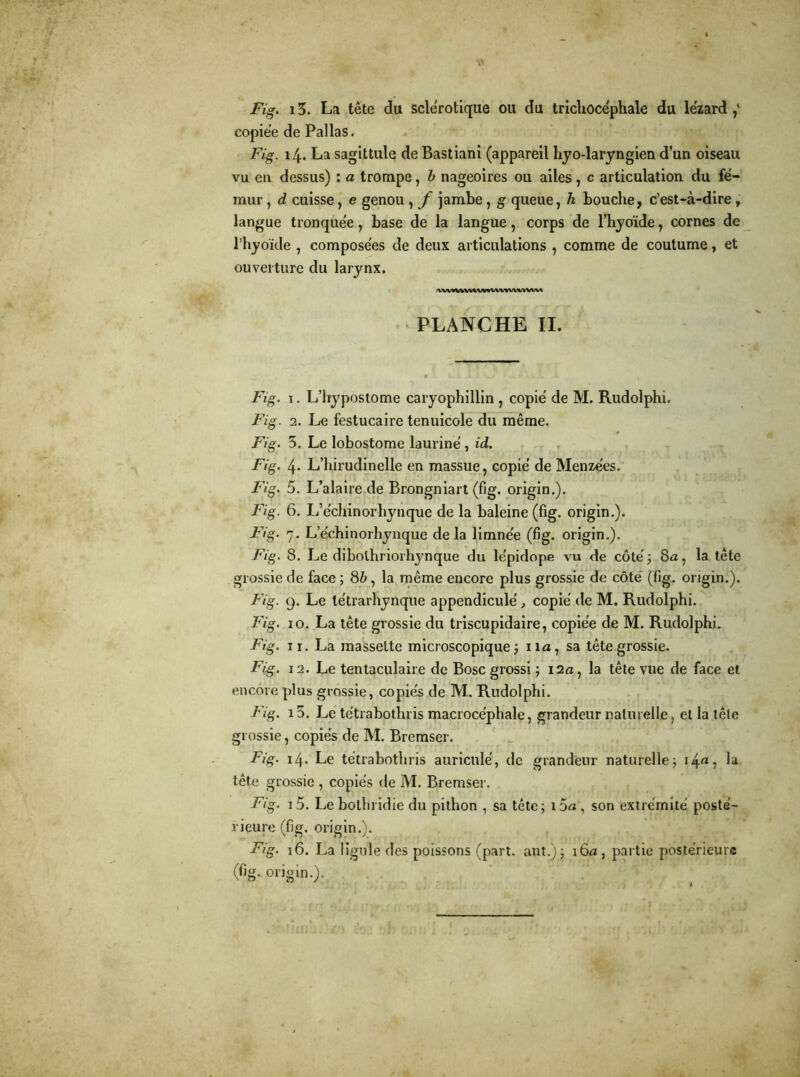 Fig. 13. La tête du sclérotique ou du tricliocéphale du lézard ,' copiée de Pal las. Fig. 14. La sagittule de Bastiani (appareil hyo-laryngien d’un oiseau vu en dessus) : a trompe, b nageoires ou ailes , c articulation du fé- mur , d cuisse, e genou , f jambe, g queue, h bouche, c’est-à-dire, langue tronquée, base de la langue, corps de l’hyoïde, cornes de l’hyoïde , composées de deux articulations , comme de coutume, et ouverture du larynx. .VVVVVVWVVVVVVVVVVVIVVV» PLANCHE II. Fig. ï . L’hypostome caryophillin , copié de M. Rudolphi. Fig. 2. Le festucaire tenuicole du même. Fig. 5. Le lobostome lauriné, id. Fig. 4. L’hirudinelle en massue, copié de Menzées. Fig. 5. L’alaire de Brongniart (fig. origin.). Fig. 6. L’échinorhynque de la baleine (fig. origin.). Fig. 7. Lechinorhynque de la limnée (fig. origin.). Fig. 8. Le dibolhriorhynque du lépidope vu de côté ; 8a, la tête grossie de face ; 8b, la même encore plus grossie de côte' (fig. origin.). Fig. g. Le létrarhynque appendiculé, copié de M. Rudolphi. Fig. 10. La tête grossie du triscupidaire, copiée de M. Rudolphi. Fig. ir. La massette microscopique ; 11a, sa tête grossie. Fig. 12. Le tentaculaire de Bosc grossi ; i2a, la tête vue de face et encore plus grossie, copiés de M. Rudolphi. Fig. i5. Le tétrabothris macrocéphale, grandeur naturelle, et la tête grossie, copiés de M. Bremser. Fig. 14. Le tétrabothris auricnle', de grandeur naturelle; i4«, la tête grossie , copiés de M. Bremser. Fig. 15. Le bothridie du pithon , sa tête; i5a , son extrémité posté- rieure (fig. origin.). Fig. 16. La ligule des poissons (part, ant.j; 16a, partie postérieure (fig. origin.).