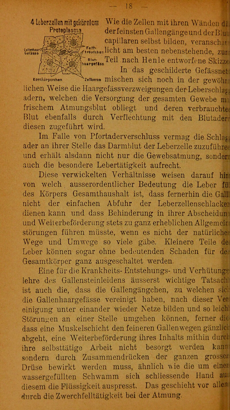 4 Leberzellen mit gekörntem Wie die Zellen mit ihren Wänden di Protoplasma^ derfeinsten Gallengänge und derBlui capillaren selbst bilden, verarisch;ir i1röpfchenlicht am besten nebenstehende, zur eTeil nach Henle entworfene Skizz< In das geschilderte Gefässnet Kernkiii'porchen ^Zellkerne mischen Sich nOCh in der geWÖlir Blut- hoargefÄss liehen Weise die Haargefässverzweig-ungen der-Lebersohlagi adern, welchen die Versorgung der gesamten Gewebe nv. frischem Atmungsblut obliegt und deren verbrauchtem Blut ebenfalls durch Verflechtung mit den Blutader diesen zugeführt wird. Im Falle von Pfortaderverschluss vermag die Schlag* ader an ihrer Stelle das Darmblut der Leberzelle zuzuführe-. und erhält alsdann nicht nur die Gewebsatmung, sonder: auch die besondere Lebertätigkeit aufrecht. Diese verwickelten Verhältnisse weisen darauf hiii: von welch ausserordentlicher Bedeutung die Leber fii des Körpers Gesamthaushalt ist, dass fernerhin die Gälll nicht der einfachen Abfuhr der Leberzellenschlacke: dienen kann und dass Behinderung in ihrer Abscheidun und Weiterbeförderung stets zu ganz erheblichen Allgemein Störungen führen müsste, wenn es nicht der natürliche Wege und Umwege so viele gäbe. Kleinere Teile de. Leber können sogar ohne bedeutenden Schaden für de Gesamtkörper ganz ausgeschaltet werden. Eine für die Krankheits- Entstehungs- und Verhütung?] lehre des Gallensteinleidens äusserst wichtige Tatsach i ist auch die, dass die Gallengängchen, zu welchen sich die Gallenhaargefässe vereinigt haben, nach dieser Ver: cinigung unter einander wieder Netze bilden und so leich i Störungen an einer Stelle umgehen können, ferner die dass eine Muskelschicht den feineren Gallenwegen gänzlici abgeht, eine Weiterbeförderung ihres Inhalts mithin durch ihre selbsttätige Arbeit nicht besorgt werden kann; sondern durch Zusammendrücken der ganzen grosser Drüse bewirkt werden muss, ähnlich vie die um einer; wassergefüllten Schwamm sich schliessende Hand au; diesem die Flüssigkeit auspresst. Das geschieht vor allen durch die Zwerchfelltätigkeit bei der Atmung.