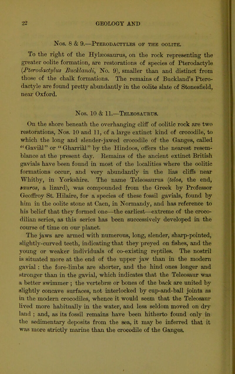 Nos. 8 & 9.—Pterodactyles of the oolite. To the right of the Hylaeosaurus, on the rock representing the greater oolite formation, are restorations of species of Pterodactyle {JPterodactylus Bucklandi, No. 9), smaller than and distinct from those of the chalk formations. The remains of Buckland’s Ptero- dactyle are found pretty abundantly in the oolite slate of Stonesfield, near Oxford. Nos. 10 & 11.—Teleosaurhs. On the shore beneath the overhanging cliff of oolitic rock are two restorations, Nos. 10 and 11, of a large extinct kind of crocodile, to which the long and slender-jawed crocodile of the Ganges, called “Gavi&l” or “Gharri^l” by the Hindoos, offers the nearest resem- blance at the present day. Remains of the ancient extinct British gavials have been found in most of the localities where the oolitic formations occur, and very abundantly in the lias cliffs near Whitby, in Yorkshire. The name Teleosaurus {teloa, the end, aauros, a lizard), was compounded from the Greek by Professor Geoffroy St. Hilaire, for a species of these fossil gavials, found by him in the oolite stone at Caen, in Normandy, and has reference to his belief that they formed one—the earliest—extreme of the croco- dilian series, as this series has been successively developed in the course of time on our planet. The jaws are armed with numerous, long, slender, sharp-pointed, slightly-curved teeth, indicating that they preyed on fishes, and the young or weaker individuals of co-existing rejitiles. The nostril is situated more at the end of the upper jaw than in the modem gavial : the fore-limbs are shorter, and the hind ones longer and .stronger than in the gavial, which indicates that the Teleosaur w'as a better swimmer ; the vertebne or bones of the back are united by slightly concave surfaces, not interlocked by cup-and-ball joints as in the modern crocodiles, whence it would seem that the Teleosaur lived more habitually in the water, and less seldom moved on dry laud ; and, as its fossil remains have been hitherto found only in the sedimentary deposits from the sea, it may be inferred that it was more strictly marine than the crocodile of the Ganges.