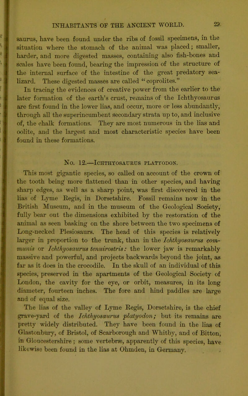 sauras, have been found under the ribs of fossil specimens, in the situation where the stomach of the animal was placed; smaller, harder, and more digested masses, containing also fish-bones and scales have been foimd, bearing the impression of the structure of the internal surface of the intestine of the great predatory sea- lizard. These digested masses are called “ coprolites.” In tracing the evidences of creative power from the earlier to the later formation of the earth’s crust, remains of the Ichthyosaurus are first found in the lower lias, and occm-, more or less abundantly, through all the superincumbent secondary strata up to, and inclusive of, the chalk formations. They are most numerous in the lias and oolite, and the largest and most characteristic species have been found in these formations. No. 12.—Ichthyosaurus platyodon. This most gigantic species, so called on account of the crown of the tooth being more flattened than in other species, and having sharp edges, as well as a sharp point, was first discovered in the lias of Lyme Eegis, in Dorsetshire. Fossil remains now in the British Museum, and in the museum of the Geological Society, fully bear out the dimensions exhibited by the restoration of the animal as seen basking on the shore between the two specimens of Long-necked Plesiosaurs. The head of this species is relatively larger in proportion to the trunk, than in the Ichthyosawnis comr munis or Ichthyosaurus tenuirostris: the lower jaw is remarkably massive and powerful, and projects backwards beyond the joint, as far as it does in the crocodile. In the skull of an individual of this species, preserved in the apartments of the Geological Society of Loudon, the cavity for the eye, or orbit, measures, in its long diameter, fourteen inches. The fore and hind paddles are large and of equal size. The lias of the valley of Lyme Regis, Dorsetshire, is the chief grave-yard of the Ichthyosaurus platyodon; but its remains are pretty widely distributed. They have been found in the lias of Glastonburj', of Bristol, of Scarborough and Whitby, and of Bitton, in Gloucestershire ; some vertebrae, apparently of this species, have likewise been found in the lias at Ohmden, in Gennany.