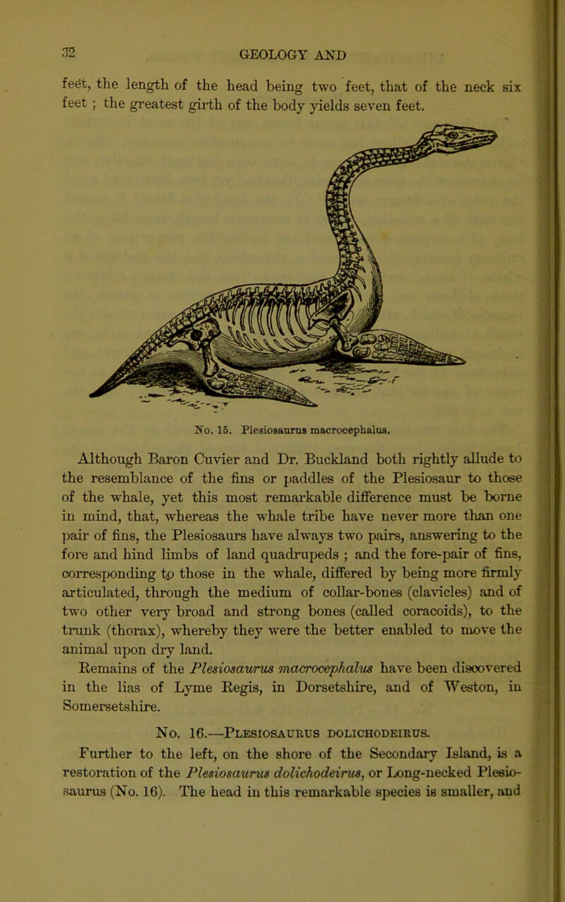 feSt, the length of the head being two feet, that of the neck six feet; the greatest girth of the body yields seven feet. No. 16. Flesiosanrns macrocephalos. Although Baron Cuvier and Dr. Buckland both rightly allude to ; the resemblance of the fins or paddles of the Plesiosaur to those of the whale, yet this most remarkable diflference must be borne in mind, that, whereas the whale tribe have never more than one jiair of fins, the Plesiosaurs have always two pairs, answering to the fore and hind limbs of land quadrupeds ; and the fore-pair of fins, corresponding tp those in the whale, differed by being more firmly articulated, through the medium of collar-bones (clavicles) and of ) two other very broad and strong bones (called coracoids), to the | trunk (thorax), whereby they w^ere the better enabled to move the animal upon dry land. Bemains of the Plesiosaurus macrocephalus have been discovered i) in the lias of Lyme Eegis, in Dorsetshire, and of Weston, in ■ ' Someraetshire. No. 16.—Plesiosaurus dolichodeirus. ! Further to the left, on the shore of the Secondary Island, is a j restoration of the Plesiosaurus dolichodeirus, or Long-necked Plesio- i saurus (No. 16). The head in this remarkable species is smaller, and |