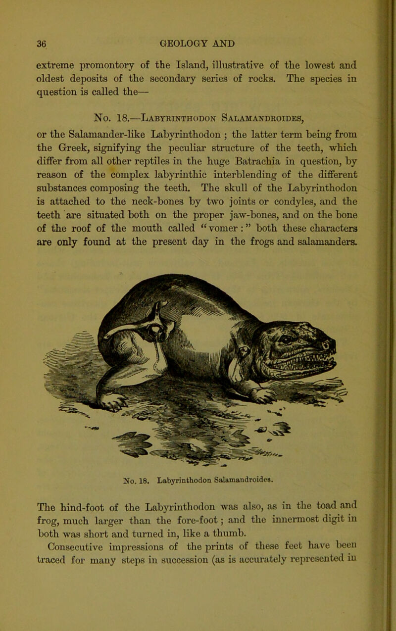 extreme promontory of the Island, illustrative of the lowest and oldest deposits of the secondary series of rocks. The species in question is called the— No. 18.—Labyrinthodon Salamandroides, or the Salamander-like Lab3Tinthodon ; the latter term being from the Greek, signifying the peculiar structure of the teeth, which differ from all other reptiles in the huge Batrachia in question, by reason of the complex labyrinthic interblending of the different substances composing the teeth. The skull of the Labyrinthodon is attached to the neck-bones by two joints or condyles, and the teeth are situated both on the proper jaw-bones, and on the bone of the roof of the mouth called “ vomer: ” both these characters are only found at the present day in the frogs and salamanders. No. 18. Labyrinthodon Salamandroides. The hind-foot of the Labyrinthodon was also, as in the toad and frog, much larger than the fore-foot; and the imiermost digit in both was short and turned in, like a thumb. Consecutive impressions of the prints of these feet have been traced for many steps in succession (as is accimitely represented in