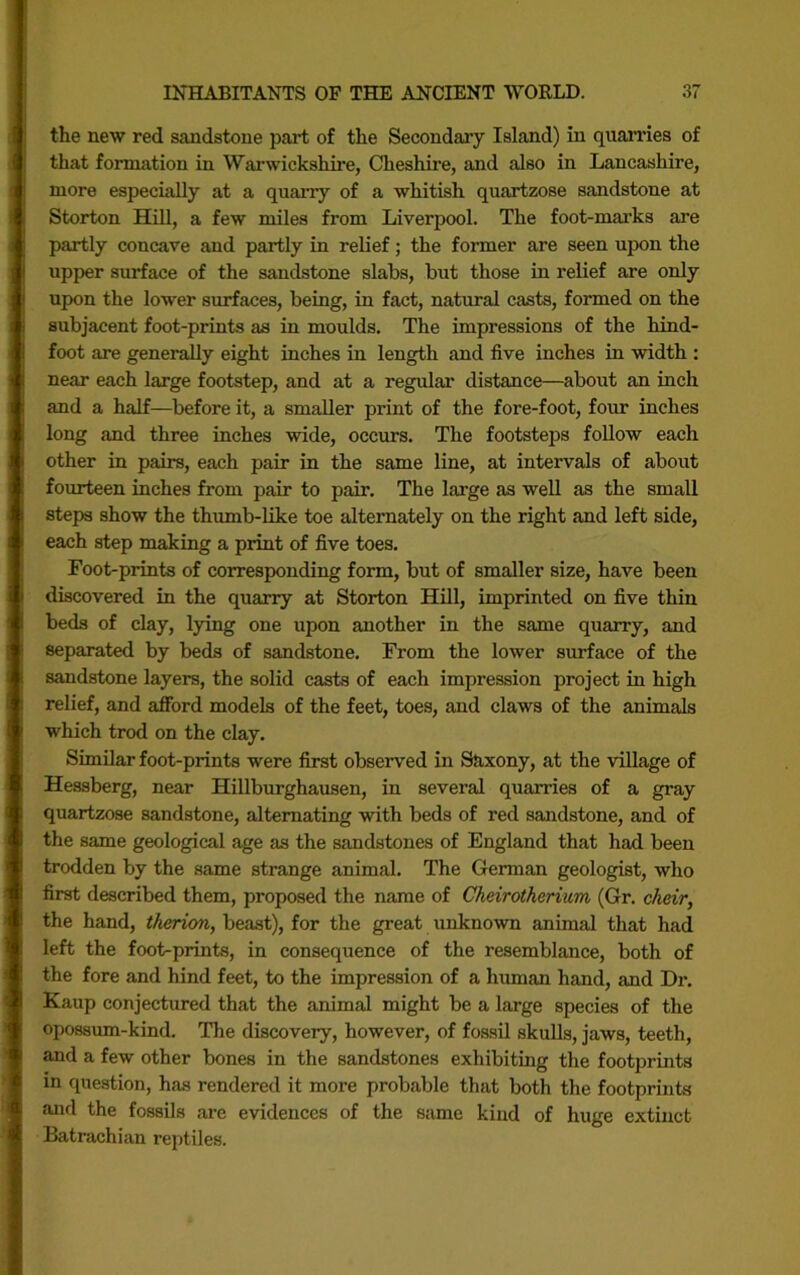 the new red sandstone part of the Secondary Island) in quarries of that formation in Warwickshire, Cheshire, and also in Lancashire, more especially at a quarry of a whitish quartzose sandstone at Storton Hill, a few miles from Liverpool. The foot-marks are partly concave and partly in relief; the former are seen upon the upper surface of the sandstone slabs, but those in relief are only upon the lower surfaces, being, in fact, natural casts, formed on the subjacent foot-prints as in moulds. The impressions of the hind- foot are generally eight inches in length and five inches in width : near each large footstep, and at a regular distance—about an inch and a half—before it, a smaller print of the fore-foot, four inches long and three inches wide, occurs. The footsteps follow each other in pairs, each pair in the same line, at intervals of about fourteen inches from pair to pair. The large as well as the small steps show the thumb-Uke toe alternately on the right and left side, each step making a print of five toes. Foot-prints of corresponding form, but of smaller size, have been discovered in the quarry at Storton Hill, imprinted on five thin beds of clay, l)dng one upon another in the same quarry, and separated by beds of sandstone. From the lower surface of the sandstone layers, the solid casts of each impression project in high relief, and afford models of the feet, toes, and claws of the animals which trod on the clay. Similar foot-prints were first observed in Skxony, at the village of Hessberg, near Hillburghausen, in several quarries of a gray quartzose sandstone, alternating with beds of red sandstone, and of the same geological age as the sandstones of England that had been trodden by the same strange animal. The German geologist, who first described them, proposed the name of Cheirotherium (Gr. cheir, the hand, therion, beast), for the great unknown animal that had left the foot-prints, in consequence of the resemblance, both of the fore and hind feet, to the impression of a human hand, and Dr. Kaup conjectured that the animal might be a large species of the opossum-kind. The discovery, however, of fossil skulls, jaws, teeth, and a few other bones in the sandstones exhibiting the footprints in question, has rendered it more probable that both the footprints and the fossils are evidences of the same kind of huge extinct Batrachian reptiles.