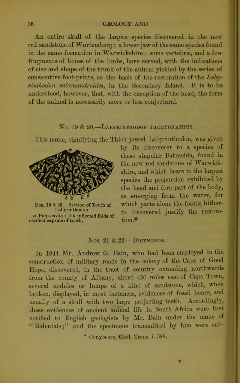 An entire skull of the largest species discovered in the new red sandstone of Wurtemberg; a lower jaw of the same species found in the same formation in Warwickshire ; some vertebrae, and a few fragments of bones of the limbs, have served, with the indications of size and shape of the trunk of the animal yielded by the series of consecutive foot-prints, as the basis of the restoration of the Lahy- rirdhodon salamandroides, in the Secondary Island. It is to be understood, however, that, with the exception of the head, the form of the animal is necessarily more or less conjectural. No. 19 & 20.—Labyrinthodon pachygnathus. This name, signifying the Thick-jawed Labyrinthodon, was given by its discoverer to a species of these singular Batrachia, found in the new red sandstone of Warwick- shire, and which bears to the largest species the proportion exhibited by the head and fore-part of the body, as emerging from the water, for which parts alone the fossils hither- to discovered justify the restora- tion.* Nos. 19 & 20. Section of Tooth of Labyrinthodon. a Pulp-cavity : b b inflected folds of ossifled capsule of tooth. Nos. 21 & 22.—Dicynodon. In 1844 Mr. Andrew G. Bain, who had been employed in the construction of military roads in the colony of the Cape of Good ^ Hope, discovered, in the tract of country extending northwards , from the county of Albany, about 450 miles east of Cape Town, several nodules or lumps of a kind of sandstone, which, when broken, displayed, in most instances, evidences of fossil bones, iind ^ usually of a skull with two large projecting teeth. Accordingly, these evidences of ancient animal life in South Africa were fii’st notified to English geologists by Mr. Bain under the name of “Bidentals;” and the specimens transmitted by him were sub- * Conybciirc, Geol. Trans, i. 388. «