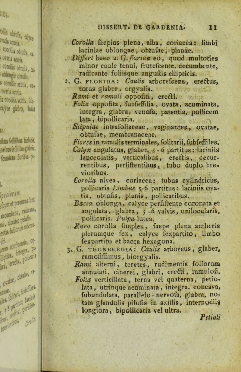 Corolla faepius plena, alba, coriacea: limbi laciniae oblongae, obtufae, planae. Differt hnac a. Q. florida eo ^ quod multoties minor caule tenui, frutefcente, decumbente, ' radicante foiiisque anguftis ellipticis. G. florida: Caulis arborefcens, ere6tus, totus glaber, orgyalis. Rami et ramuli oppofiti, erefli. Folia oppofita, fubfeffilia , ovata, acuminata, integra, glabra, venofa, patentia, pollicem lata, bipollicaria. Stipulae intrafoliaceae, vaginantes, ovatae, obtufae, membranaceae. Flores in ramulis terminales, folitarii, fubfeffiles. Calyx angulatus, glaber,,,5-6 partitus: laciniis ianceolatis, verticalibus, ereftis, decur- rentibus, perfiftentibus, tubo duplo bre* vi o ribus. Corolla nivea, coriacea: tubus cylindricus, pollicaris Limbus 5,-6 partitus: laciniis ova- tis, obtufis, planis, pollicaribus. Bacect oblonga, calyce perfiftente coronata et angulata, glabra, 5-.6 valvis, unilocularis, pollicaris. Pulpa lutea. Raro corolla fimplex, faepe plena antheris plerumque fex, calyce fexpartito, limbo fexpartito et bacga hexagona, . G. thunbergia; Caulis arboreus, glaber, ramofiffimus, biorgyalis. Rami alterni, teretes, rudimentis foliorum annulati, cinerei, glabri, erefti, ramulofi. Folia verticillata, terna vel quaterna, petio- lata, utrinque acuminata, integra, concava, fubundulata, parallelo - nervofa, glabra, no- tata glandulis pifofis in axillis, internodiii longiora, bipollicaria vel ultra. Fetioti