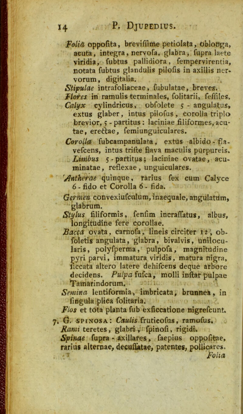 Folia oppofita, breviffime petiolata, oblotTj^a, acuta, integra, nervofa, glabra, fupra laete viridia, fubtus pallidiora, fempervirentia, notata fubtus glandulis pilofis in axillis ner» vorum, digitalia. Stipulae intrafoliaceae, fubulatae, breves. Flores iri ramulis terminales, folitarii, feffiles. Calyx cylindricus, obfolete 5 - angulatus» extus glaber, intus pilofus, corolla triplo brevior, 5 - partitus: laciniae filiformes, acu- tae, eretiae, femiunguiculares. Corolla fubcampanulata, extus albido-fla- vefcens, intus trifie flava maculis purpureis. Limbus 5 - partitus; laciniae ovatae, acu- minatae, reflexae, unguiculares. '^rttherae quinque, rarius fex cum Calyce 6 - fido et Corolla 6 - fida. Germen convexiufculum, inaequale, angulatum, glabrum. Stylus filiformis, fenfim incraffatus, albus, longitudine fere corollae. Bacca ovata, carnofa, lineis circiter 12', ob- foletis angulata, glabra, bivalvis, unilocu- laris, polyfperma, pulpofa, magnitudine pyri parvi, immatura viridis, matura nigra, ficcata altero latere dehifcens deque arbore decidens. P«/^flfufca, molli inftar pulpae Tamarindorum. • i Semina lentiformia, imbricata, brunnea, in fingula plica folitaria. Flos et tota planta fub exficcatione nigrefcunt. . G. spinosa: fruticofus, ramofus. Rami teretes, glabri fpinofi, rigidu Spinae fupra - axillares, faepius oppofitee, rariiis alternae» decufiatae» patentes» pollicares. Folia