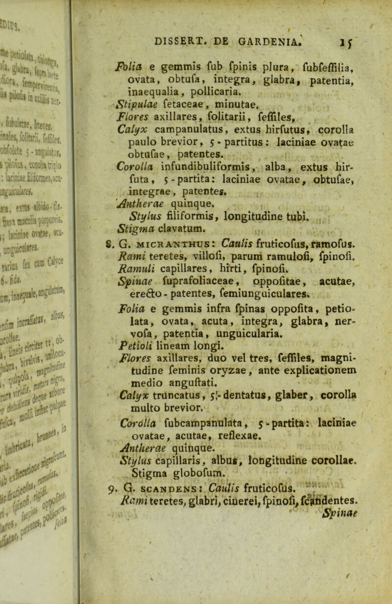 Folia e gemmis fub fpinis plura, fubfeflilia, ovata, obtufa, integra, glabra, patentia, inaequalia, pollicaria. Stipulae fetaceae, minutae. Flores axillares, folitarii, fefliles. Calyx campanulatus, extus hirfutus, corolla ' paulo brevior, 5 - partitus: laciniae ovatae obtufae, patentes. Corolla infundibuliformis, alba, extus hir- futa, 5 - partita: laciniae ovatae, obtuCae, integrae, patentes. 'Antherae quinque. Stylus filiformis, longitudine tubi. Stigma clavatum. 8. G. MicRANTHus: frutlcofiis, ramofus. Rami teretes, villofi, parum ramulofi, fpinofi. Ramuli capillares, hirti, fpinofi. Spinae fuprafoliaceae, oppofitae, acutae, erefto - patentes, femiunguiculares. Folia e gemmis infra fpinas oppofita, petio- lata, ovata, acuta, integra, glabra, ner- vofa, patentia, unguicularia. Petioli lineam longi. Flores axillares, duo vel tres, feffiles, magni- tudine feminis oryzae, ante explicationem medio anguftati. Calyx truncatus, dentatus, glaber, corolla multo brevior. Corolla fubcampanulata, j-partita: laciniae ovatae, acutae, reflexae. Antherae quinque. capillaris, albuc, longitudine corollae. Stigma globofum. 9. G. scandens: Caulis fruticofus. Rami teretes, glabri, cinerei, fpinofi, fcfghdentes. Spinae.