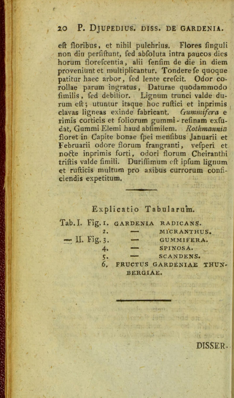 , 20 P. Djupedius. diss. de gardenia. eft floribus, et nihil pulchrius. Flores finguli non diu perfiftunt, fed abfoluta intra paucos dies horum florefcentia, alii fenfim de die in diem proveniunt et multiplicantur. Tondere fe quoque patitur haec arbor, fed lente crefcit. Odor co- rollae parum ingratus, Daturae quodammodo limilis, fed debilior. Lignum trunci valde du- rum eft; utuntur itaque hoc ruftici et inprimis clavas ligneas exinde fabricant. Gummifera e rimis corticis et foliorum gummi- refinam exfu- dat, Gummi Elemi haud abfimilem. Rothmannin floret in Capite bonae fpei menlibus Januarii et Februarii odore florum frangranti, vefperi et nofte inprimis forti, odori florum Cheiranthi triftis valde fimili. Durifiimum eft ipfum lignum et rufticis multum pro axibus currorum confi- ciendis expetitum. Explicatio Tabularum. Tab.I. Fig. I. GARDENIA RADICANS. 2 MICRANTHUS. GUMMIFERA. SPINOSA. SCANDENS. 4' 5 6. FRUCTUS GARDENIAE THUN BERGIAE. DISSER #