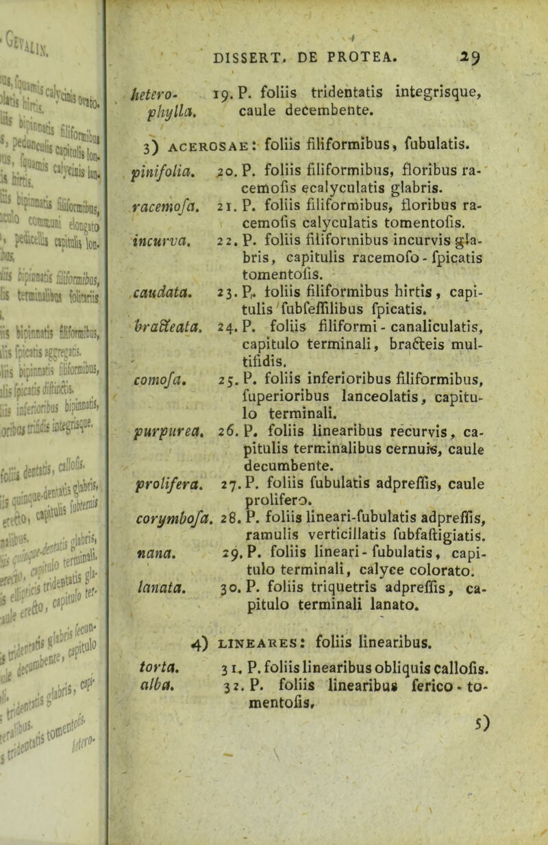 ■IX. . :,‘‘’J''®JS calvcinisi.. auirtis, ' “''• ^ Cif.nnads aiifonnibns, ®0 tcttuuiii elongato .' npitii Ion. MS, & i;?ijnatis iibnniiios, lis tornitfwB ioforiis ii bioinEalis tlifoniiiliDS, 'isfpicatisaggregaoj. His bipinna:i^ ifoniiibiis, ilisfpic3risMirm_ iis ioferioribus giJe«is,o«‘' <.?«*“'• ,ile ' ipOtjSSt» ,ler - hetero- phylla. DISSERT. DE PROTEA. 2^ 19. P. foliis tridentatis integrisque, caule deCembente. 3) acerosae: foliis filiformibus, fubulatis. . pinifolia. ^o. P. foliis filiformibus, floribus ra- cemofis ecalyculatis glabris. .racemofa. 21. P. foliis filiformibus, floribus ra- ' cemofis calyculatis tomentofis. incurva. 22. P. foliis filiformibus incurvis gla- bris, capitulis racemofo - fpicatis tomentofis. .caudata, 23. P^ foliis filiformibus hirtis, capi- tulis'fubfeflilibus fpicatis. •hradieata. 24. P. foliis filiformi-canaliculatis, capitulo terminali, brafteis mul- tifidis. comoja, 25. P. foliis inferioribus filiformibus, fuperioribus lanceolatis, capitu- lo terminali. ■purpurea, 26. P. foliis linearibus recurvis, ca- pitulis terminalibus cernuis, caule . decumbente. prolifera. 27. P. foliis fubulatis adpreflis, caule prolifero. corymbofa. 28. P. foliis lineari-fubulatis adpreffis, ramulis verticillatis fubfaftigiatis. nana, 29. P. foliis lineari-fubulatis, capi- tulo terminali, calyce colorato. lanata, 30. P. foliis triquetris adpreffis, ca- pitulo terminali lanato. 4) lineares: foliis linearibus. torta, 31, P. foliis linearibus obliquis callofis. alba, 32. P. foliis linearibus ferico* to- mentofis.