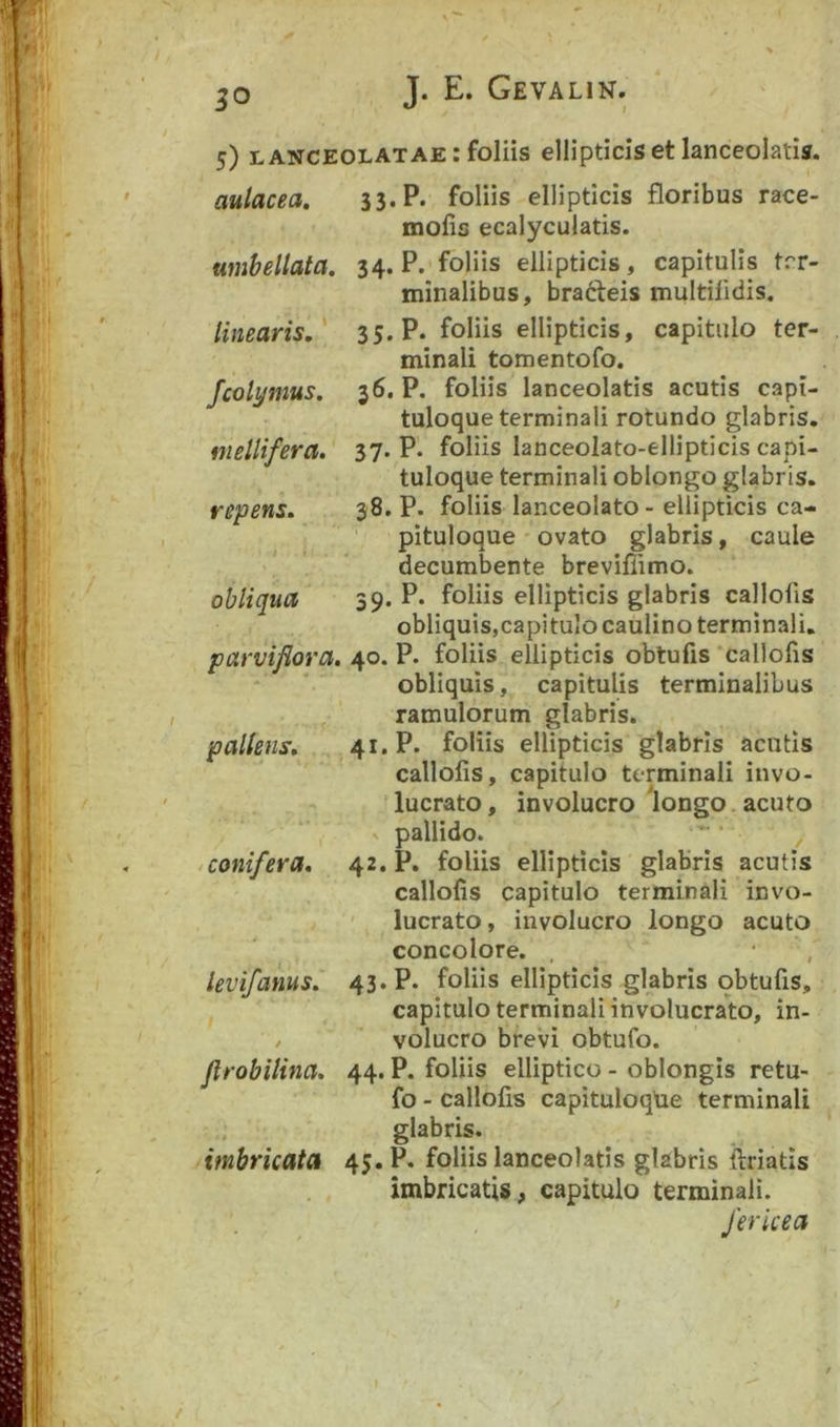 5) lanceolatae: foliis ellipticis et lanceolatis. aulacea, 33.P* foliis ellipticis floribus race- molis ecalyculatis. umhellata, 34. P. foliis ellipticis, capitulis ter- minalibus, brafteis multilidis. linearis.^ 35. P. foliis ellipticis, capitulo ter- minali tomentofo. Jcolynms. 36. P. foliis lanceolatis acutis capi- tuloque terminali rotundo glabris, mellifera. 37. P. foliis lanceolato-ellipticis cani- tuloque terminali oblongo glabris. repens. 38. P. foliis lanceolato- ellipticis ca- pituloque ' ovato glabris, caule decumbente breviffimo. obliqua 59* P* foliis ellipticis glabris callofis obliquis,capitulo caulino terminali. parviflora. 40. P. foliis ellipticis obtufis 'callofis obliquis, capitulis terminalibus ramulorum glabris. pallens. 41. P. foliis ellipticis glabris acutis callofis, capitulo terminali iuvo- ‘ lucrato, involucro 'longo. acuto pallido. / conifera. 42. P. foliis ellipticis glabris acutis callofis capitulo terminali invo- lucrato, involucro longo acuto concolore. , , levifanus. 43. P. foliis ellipticis glabris obtufis, capitulo terminali involucrato, in- / voluero brevi obtufo. jlrobilina. 44. P. foliis elliptico - oblongis retu- fo - callofis capituloqtie terminali glabris. imbricata 45. P* foliis lanceolatis glabris ftriatis imbricatis, capitulo terminali. fericea