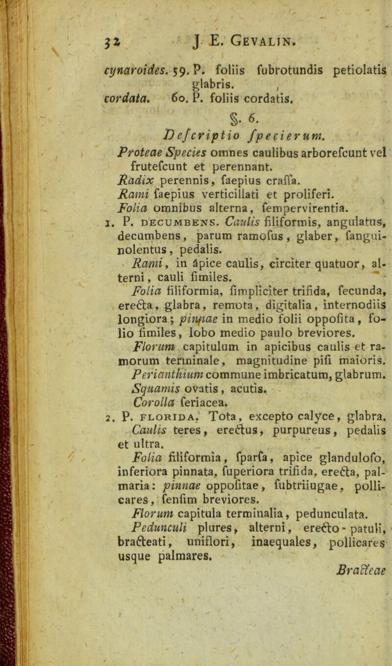 jz ' J £.’Gevalin. cynaroides. 59. P. foliis fubrotundis petiolatis glabris. , cordata, 60. P. foliis cordatis. Defcriptio fpecierum. Proteae Species omnes caulibus arborefcunt vel frutefcunt et perennant. Radix perennis, faepius craifa. Rami faepius verticillati et proliferi. Folia omnibus alterna, fempervirentia. 1. P. DECUMBENS. CuuHs filiformis, angulatus, decutnbens, parum ramofus, glaber, fangui- nolentus, pedalis. . Rami, in apice caulis, circiter quatuor, al- terni , cauli fimiles. ' Folia filiformia, fimpliciter trifida, fecunda, erefta, glabra, remota, digitalia, internodiis longiora; piiifiae in medio folii oppofita, fo- lio limiles, lobo medio paulo breviores. Florum capitulum in apicibus caulis et ra- morum terminale, magnitudine pifi maioris. Perianthium comrnune imbricatum, glabrum. Squamis ovatis, acutis. - Corolla feriacea. 2. P. FLORIDA.' Tota, excepto calyce, glabra. Caulis teres, ereftus, purpureus, pedalis et ultra. Folia filiformia, fparfa, apice glandulofo, inferiora pinnata, fuperiora trifida, eredta, pal- maria: pinnae oppofitae, fubtriiugae, polli- cares, fenfim breviores. Florum capitula terminalia, pedunculata. Pedunculi plures, alterni, erefto-patuli, brafteati, uniflori, inaequales, pollicares usque palmares. JBra^eae