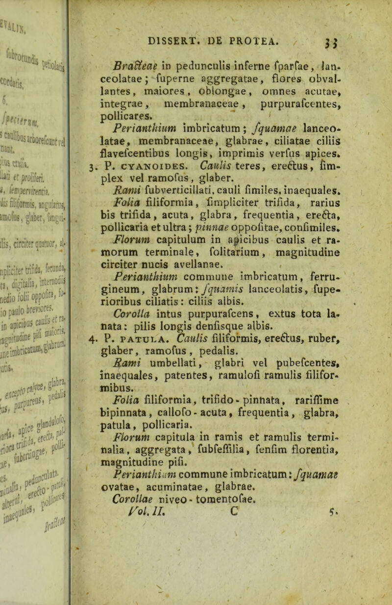 ''■''fOtlliiiij «irdjtij. i fp^nfrtnt, *^*'i'i!)ttsarborefcujiti-l m. ‘ tr proiiferi. i. ihpenirm. 'lis nlifomiis, angiilafns, WDofus,§lwei, («'^'li- liis, circiter qujtaor, al. nplicltertrirda, tanda, ti, (jigitalia/iBter''®'^''^ Redio folii oppoH». io pjolo breviores, in aoicibtis caubsftf^ yeitnbncai udi' Bra&eae in pedunculis inferne fparfae, lan- ceolatae; fuperne aggregatae, flores obval- lantes, maiores, oblongae, omnes acutae» integrae, membranaceae, purpurafcentes, pollicares. Perianthium imbricatum; fquamae lanceo* latae, membranaceae, glabrae, ciliatae ciliis flavefcentibus longis, imprimis verfus apices* 3. P. CYANoiDES. Caulis teres, ereftus, Tim- plex vel ramofus, glaber. Rami fubverticillati, cauli fimiles, inaequales. Folia filiformia, fimpliciter trifida, rarius bis trifida, acuta, glabra, frequentia, erefta, pollicaria et ultra; pinnae oppofitae, confimiles. Florum capitulum in a|^icibus caulis et ra- morum terminale» folitarium, magnitudine circiter nucis avellanae. . Perianthium commune imbricatum, ferru- gineum, glabrum: fqnamis lanceolatis, fupe- rioribus ciliatis: ciliis albis. Corolla intus purpurafcens, extus tota la- nata : pilis longis denfisque albis. 4. P. PATULA. Caulis filiformis, eredibus, ruber, glaber, ramofus, pedalis. Rami umbellati,- glabri vel pubefcentes, inaequales, patentes, ramulofi ramulis filifor- mibus. /b/ia filiformia, trifido-pinnata, rariflime % bipinnata, callofo-acuta, frequentia, glabra, ; patula, pollicaria. ‘ Florum capitula in ramis et ramulis termi- nalia , aggregata, fubfefiilia, fenfim florentia, I magnitudine pifi. Perianthimi commune imbricatum: fquamai ovatae, acuminatae, glabrae. Corollae niveo-tomentofae.