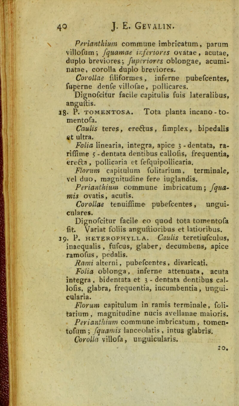 \ Perianthium commune imbricatum, parum villofutn; fquamae inferiores ovatae, acutae, duplo breviores*, fupcriores oblongae, acumi» natae, corolla duplo breviores. Corollae filiformes, inferne pubefcentes, fttperne denfe villofae, pollicares. Dignofcitur facile capitulis fuis lateralibus, angultis. 18- P- TOMENTOSA. Tota planta incano - to- mentofa. Caulis teres, ereftus, fimplex, bipedalis ct ultra. FoUa linearia, integra, apice 3-dentata, ra- rifiime 5 - dentata dentibus callofis, frequentia, erefta , pollicaria et fefquipollicaria. ' Florum capitulum folitarium, terminale, vel duo, magnitudine fere iuglandis. Perianthium commune imbricatum j fqua- tnis ovatis, acutis. Corollae tenuilTime pubefcentes, ungui- culares. Dignofcitur facile eo quod tota tomentofa Iit. Variat foliis angullioribus et latioribus. 39. P. HETEROPHYLLA. CauUs teretiufculus, inaequalis, fufcus, glaber, decumbens, apice ramofus, pedalis. Rami alterni, pubefcentes, divaricati. Folia oblonga, inferne attenuata, acuta integra , bidentata et 3 - dentata dentibus cal- lofis, glabra, frequentia, incumbentia, ungui- cularia. Florum capitulum in ramis terminale, foli- tarium , magnitudine nucis avellanae maioris. Perianthium commune imbricatum, tomen- tofum ; fquamis lanceolatis , intus glabris. Corolla villofa, unguicularis. 20,