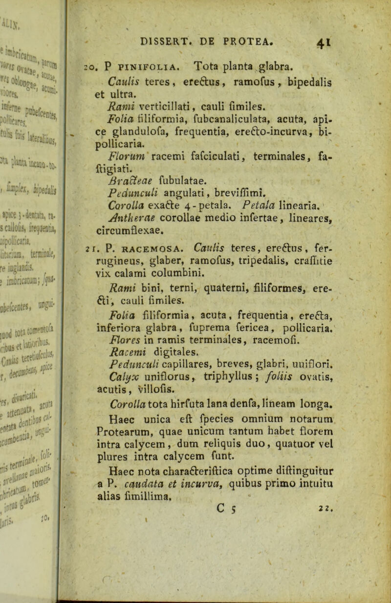 20. P piNiFOLiA. Tota planta glabra. Caulis teres, eredus, ramofus , bipedalis et ultra. Rami verticillati, cauli fimiles. Folia tiliformia, fubcanaliculata, acuta, api- ce glandulofa, frequentia, erefto-incurva, bi- pollicaria. Florum'xvtzevax fafciculati, terminales, fa- ftigiati. Bradteae fubulatae. Pedunculi angulati, breviffimi. Corolla exa6le 4-petala. Petala linearia.’ ji^ntkerae corollae medio infertae, lineares, circumflexae. 2 1. P. RACEMOSA. Caulis teres, ereftus, fer- rugineus, glaber, ramofus, tripedalis, cralTitie vix calami columbini. Rami bini, terni, quaterni, filiformes, ere- fti, cauli fimiles. Folia filiformia, acuta, frequentia, erefta, inferiora glabra, fuprema fericea, pollicaria. Flores in ramis terminales, racemofi. Racemi digitales. Pedunculi capillares, breves, glabri, uuiflori. Califx uniflorus, triphyllus 5 foliis ovatis, acutis, Villofis. Corolla tota hirfuta lana denfa, lineam longa. Haec unica eft fpecies omnium notarum Protearum, quae unicum tantum habet florem intra calycem, dum reliquis duo, quatuor vel plures intra calycem funt. Haec nota charafteriftica optime diftinguitur a P. caudata et incurva, quibus primo intuitu alias fimillima. I