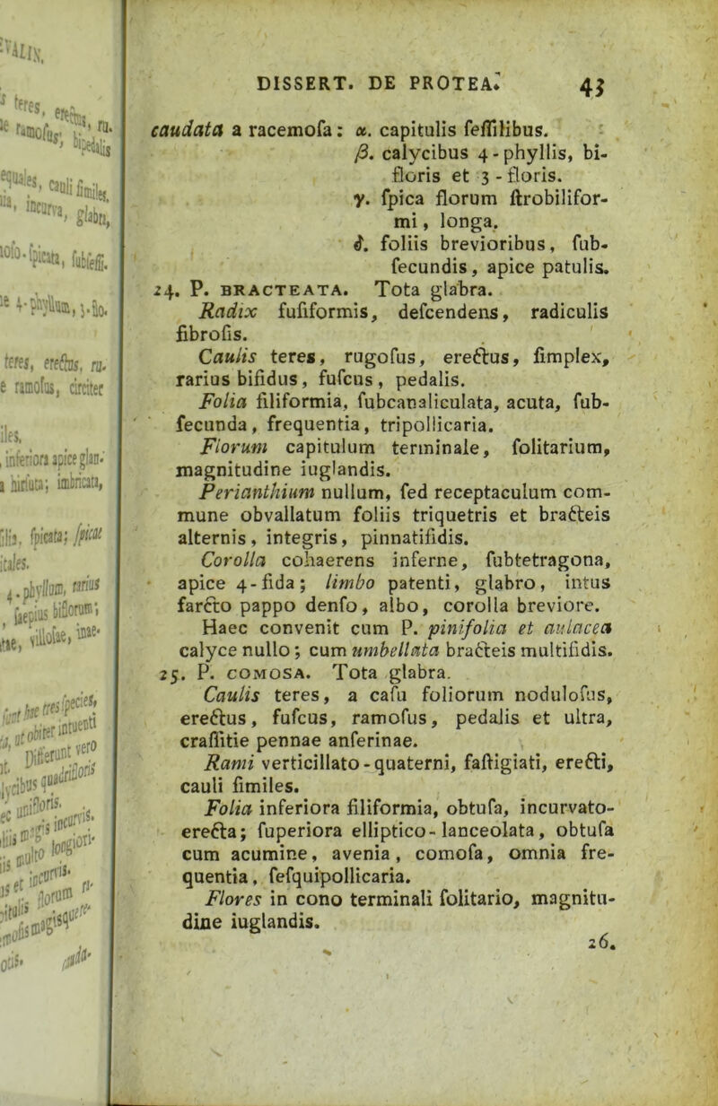 caudata a racemofa; ot. capitulis fefTiHbus. /3. calycibus 4-phyllis, bi- floris et 3 - floris. y. fpica florum ftrobilifor- mi, longa. i. foliis brevioribus, fub. fecundis, apice patulis. ^4. P. BRACTEATA. Tota glabra. Radix fufiformis, defcendens, radiculis fibrofis. ' Caulis teres, rugofus, ereftus, fimplex, rarius bifidus, fufcus, pedalis. Folia filiformia, fubcanaliculata, acuta, fub- fecunda, frequentia, tripoliicaria. Florum capitulum terminale, folitarium, magnitudine iuglandis. Perianthium nullum, fed receptaculum com- mune obvallatum foliis triquetris et brafteis alternis, integris, pinnatifidis. Corolla cohaerens inferne, fubtetragona, apice 4-fida; Umbo patenti, glabro, intus farfto pappo denfo, albo, corolla breviore. Haec convenit cum P. pinifolia et aidacea calyce nullo; cum umbellata brafteis multifidis. 25. P. COMOSA. Tota glabra. Caulis teres, a cafu foliorum nodulofus, ereftus, fufcus, ramofus, pedalis et ultra, craffitie pennae anferinae. Rami verticillato-quaterni, faftigiati, erefti, cauli fimiles. Folia inferiora filiformia, obtufa, incurvato- erefta; fuperiora elliptico-lanceolata, obtufa cum acumine, avenia, comofa, omnia fre- quentia , fefquipollicaria. Flores in cono terminali folitario, magnitu- dine iuglandis. 26.