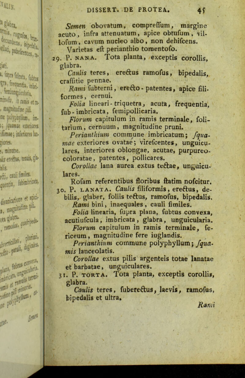 iDniflisetri. . ®«gnif(irf;Be pHj, me polyphyllian, im. K li}miu «uiiotes 'i£mae; infenores lii- pores. I. minane. rijerettiK, tenuis, gli- alis. cauli fimifes-. (jaenria, fabimbricatt, iB? et atiiel’ niii' plun®'' i 0‘ Semen obovatum, compreiTum, margine acuto, infra attenuatum, apice obtufum, \{[. lofum, cavum nucleo albo, non dehifcens. Varietas eft perianthio toraentofo. 29. P. NANA. Tota planta, exceptis corollis, glabra. , Caulis teres, ereftus ramofus, bipedalis, crafiitie pennae.^ Rami fubterni, erefto - patentes, apice fili- formes, cernui. Folia lineari-triquetra, acuta, frequentia', fub - imbricata, femipollicaria. Florum capitulum in ramis terminale, foli- tarium, cernuum, magnitudine pruni. Perianthium commune imbricatum; /qua- mae exteriores ovatae; virefcentes, unguicu- lares, interiores oblongae, acutae, purpureo- coloratae, patentes, pollicares. Corollae lana aurea extus teftae, unguicu- lares. - Rofam referentibus floribus ftatim nofcitur. 30. P. LANATA. Ca«/u filiformis, ereftus, de- bilis, glaber, foliis teftus, ramofus, bipedalis. Rami bini, inaequales, cauli fimiles. Folia linearia, fupra plana, fubtus convexa, acutiufcula, imbricata, glabra, unguicularia. Florum capitulum in ramis terminale, fe> riceum, magnitudine fere iuglandis. Perianthium commune polyphyllum; /qua- mis lanceolatis. Corollae extus pilis argenteis totae lanatae et barbatae, unguiculares. » 31. P. TORTA. Tota planta, exceptis corollis, glabra. Caulis teres, fubereftus, laevis, ramofus, bipedalis et ultra. Rami
