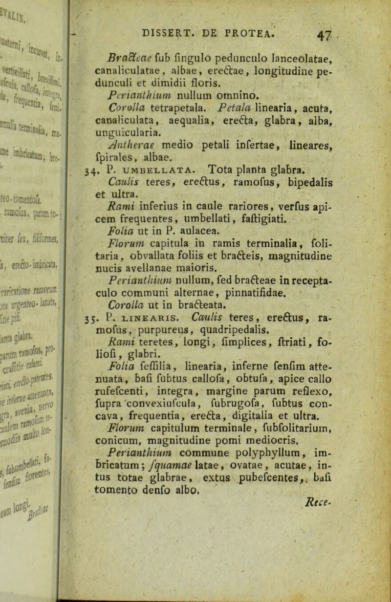 BraBSeae fub fingulo pedunculo lanceolatae, canaliculatae, albae, ereftae, longitudine pe- dunculi et dimidii floris. Perianthium nullum omnino. Corolla tetrapetala. Petala linearia, acuta, canaliculata, aequalia, erefta, glabra, alba, unguicularia. Antherae medio petali infertae, lineares, fpirales, albae. 34, P. umbellata. Tota planta glabra. Caulis teres, ereftus, ramofus, bipedalis et ultra. Rami inferius in caule rariores, verfus api- cem frequentes, umbellati, faftigiati. Folia ut in P. aulacea. Florum capitula in ramis terminalia, foli- taria, obvallata foliis et bratfeis, magnitudine nucis avellanae maioris. Perianthium nullum, fed brafteae in recepta- culo communi alternae, pinnatifidae. Corolla ut in brafteata. 35. P. LINEARIS. Caulis teres, ereftus, ra- mofus, purpureus, quadripedalis. Rami teretes, longi, limplices, ftriati, fo- liofi, glabri. Folia fefiilia, linearia, inferne fenfim atte- nuata, bafi fubtus callofa, obtufa, apice callo rufefcenti, integra, margine parum reflexo, fupra'convexiufcula, fubrugofa, fubtus con- cava, frequentia, ere6la, digitalia et ultra. Florum capitulum terminale, fubfolitarium, conicum, magnitudine pomi mediocris. Perianthium commune polyphyllum, im- bricatum ; fquamae latae, ovatae, acutae, in- tus totae glabrae, extus pubefcentes,. bafi tomento denfo albo. Rtce^