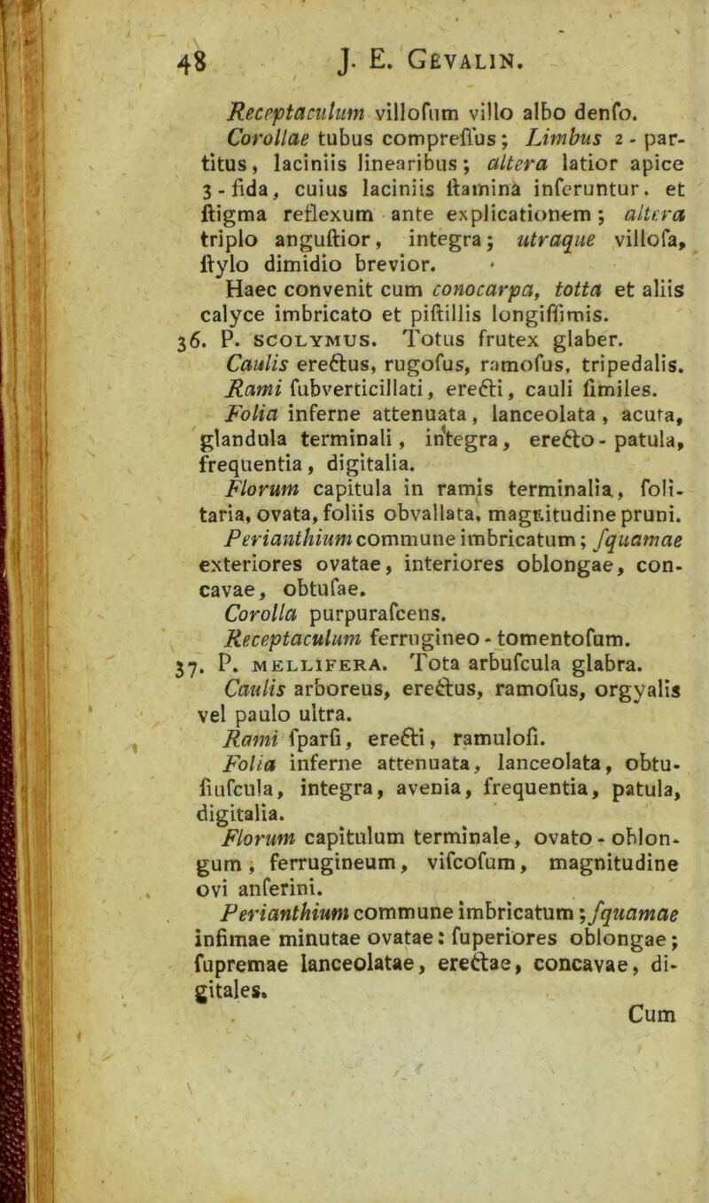 Receptaculum villofiim villo albo denfo. Corollae tubus compreflus; Limbus 2 - par- titus, laciniis linearibus; altera latior apice 3-fida, cuius laciniis ftainina inferuntur, et ftigma reflexum ante explicationem; altera triplo anguftior, integra; utraque villofa,^ ftylo dimidio brevior. Haec convenit cum conocarpa, totta et aliis calyce imbricato et piftillis longiffimis. 36. P. scoLYMUS. Totus frutex glaber. Caulis ereftus, rugofus, ramofus, tripedalis, fubverticillati, erefti, cauli limiles. Folia inferne attenuata, lanceolata , acuta, 'glandula terminali, integra, erefto-patula, frequentia, digitalia. Florum capitula in ramis terminalia, foli- taria, ovata, foliis obvallata, magr.itudine pruni. Perianthium commwne imbricatum; fquamae exteriores ovatae, interiores oblongae, con- cavae, obtufae. Corolla purpurafeens. Receptaculum ferrugineo - tomentofum. 57. P. MELLIFERA. Tota arbufcula glabra. Caulis arboreus, ereftus, ramofus, orgyalis vel paulo ultra. Rami fparfi, erefti, ramulofi. Folia inferne attenuata, lanceolata, obtu- fiufcula, integra, avenia, frequentia, patula, digitalia. Florum capitulum terminale, ovato-oblon- gum ; ferrugineum, vifeofum, magnitudine ovi anferini. Perianthium commune imbricatum infimae minutae ovatae: fuperiores oblongae; fupremae lanceolatae, ered;ae, concavae, di- gitales. Cum