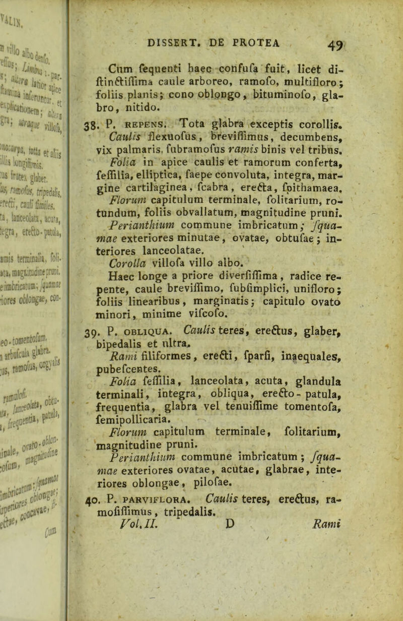 ala ’’> Lnho\u. „ fc, s»; ) UTi villofj. iolti et aliis Iliis '.ungiimis. Iratex glaWt, ^mofas, tripedalis, fffcn', cauli hik 'i, lanceolati, acufa, tegra, etefto-p«wla, itnis tenninalii, foli. iti.migiinidinepnnii. e!nifcricatiiin;i^»a®‘i< lorej oWoDgac, cflO' Cnm fequenti ba?c confufa fuit, licet di- ftin^ilTima caule arboreo, ramofo, multifloro foliis planis; cono oblpngo, bituminofo, gla- bro, nitido. 38. P. REPENS. Tota glabra vexceptis corollis. Caulis flexuofus, breviflimus, decumbens, vix palmaris, fubramofus ramis binis vel tribns, Folia in apice caulis et ramorum conferta, feflilia, elliptica, faepe convoluta, integra, mar- gine cartilaginea, fcabra, erefta, fpithamaea, Florum capitulum terminale, folitarium, ro- tundum, foliis obvallatum, magnitudine pruni. Perianthium commune imbricatum; fqua~ mae exteriores minutae, ovatae, obtufae ; in- teriores lanceolatae. Corolla villofa villo albo. Haec longe a priore diverfifllma, radice re- pente, caule brevifllmo, fubfimplici, unifloro; foliis linearibus, marginatis; capitulo ovato minori, minime vifcofo. 39. P. OBLIQUA. Caulis teres t ereftus, glaber, bipedalis et ultra. Rami filiformes, erefti, fparfi, inaequales, pubefcentes. Folia feflilia, lanceolata, acuta, glandula terminali, integra, obliqua, erefto-patula, frequentia, glabra vel tenuiflTime tomentofa, femipollicaria. Florum capitulum terminale, folitarium, magnitudine pruni. Perianthium commune imbricatum ; fqua~ exteriores ovatae, acutae, glabrae, inte- riores oblongae, pilofae. 40. P. PARviFLORA. CauHs tetcs, ereftus, ra- mofifllmus, tripedalis. Vol, IL D Rami