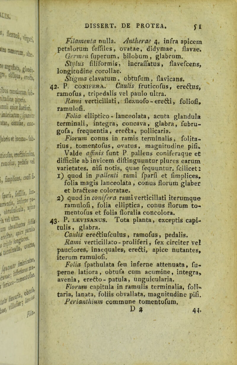 iUN. P> MliBM, ere&, ^IWnEnictGinfyb. 'i.niiiut jictw, iniDliajiailorH. 'iiBsriciM;_ijm::; iUe, oiuuiac, con- )jbrisetnitaiio*(ttV iticofos, eteffinfcclosi ramofo*, pe<l»lis DISSERT. DE PROTEA. fl Filamenta nulla. Antkerae 4, infra apicem petalorum fefiiles, ovatae, didymae, flavae» fuperum, bilobum, glabrum. Stylus filiformis, incraflatus, tlavefcens, longitudine corollae. clavatum. obtufum, flavicans. 42. P. CONIFERA. Caulis fruticofus, ere6lus, ramofus, tripedalis vel paulo ultra. Rami verticillati, flexuofo - erefti, foliofi, ramulofi. Folia elliptico-lanceolata, acuta glandula terminali, integra, concava, glabra, fubru- gofa, frequentia, erefta, pollicaria. Florum conus in ramis terminalis, folita- rius, tomeotofus, ovatus, magnitudine pili. Valde affinis funt P pallens coniferaque eC difficile ab invicem diftinguuntur plures earum varietates, nili notis, quae fequuntur, fciliceti 1) quod in pallenti rami fparfi et fimplices, folia magis lanceolata , conus florum glaber et brafteae coloratae. 2) cyioAm conifera rami verticillati iterumque ramulofi, folia elliptica, conus florum to-. mentofus et folia floralia concolora. 43. P. LEVIS ANUS. Tota planta, exceptis capi- tulis , glabra. Caulis ereftiufculus, ramofus, pedalis. Rami verticillato-proliferi, fex circiter vel pauciores, inaequales, erefti, apice nutantes» iterum ramulofi. Folia fpathulata feu inferne attenuata, fu- perne latiora, obtufa cum acumine, integra» avenia, eretto-patula, unguicularia. Florum capitula in ramulis terminalia, foH» taria, lanata, foliis obvallata, magnitudine pili. Perianthium commune tomentofum, P a 44.