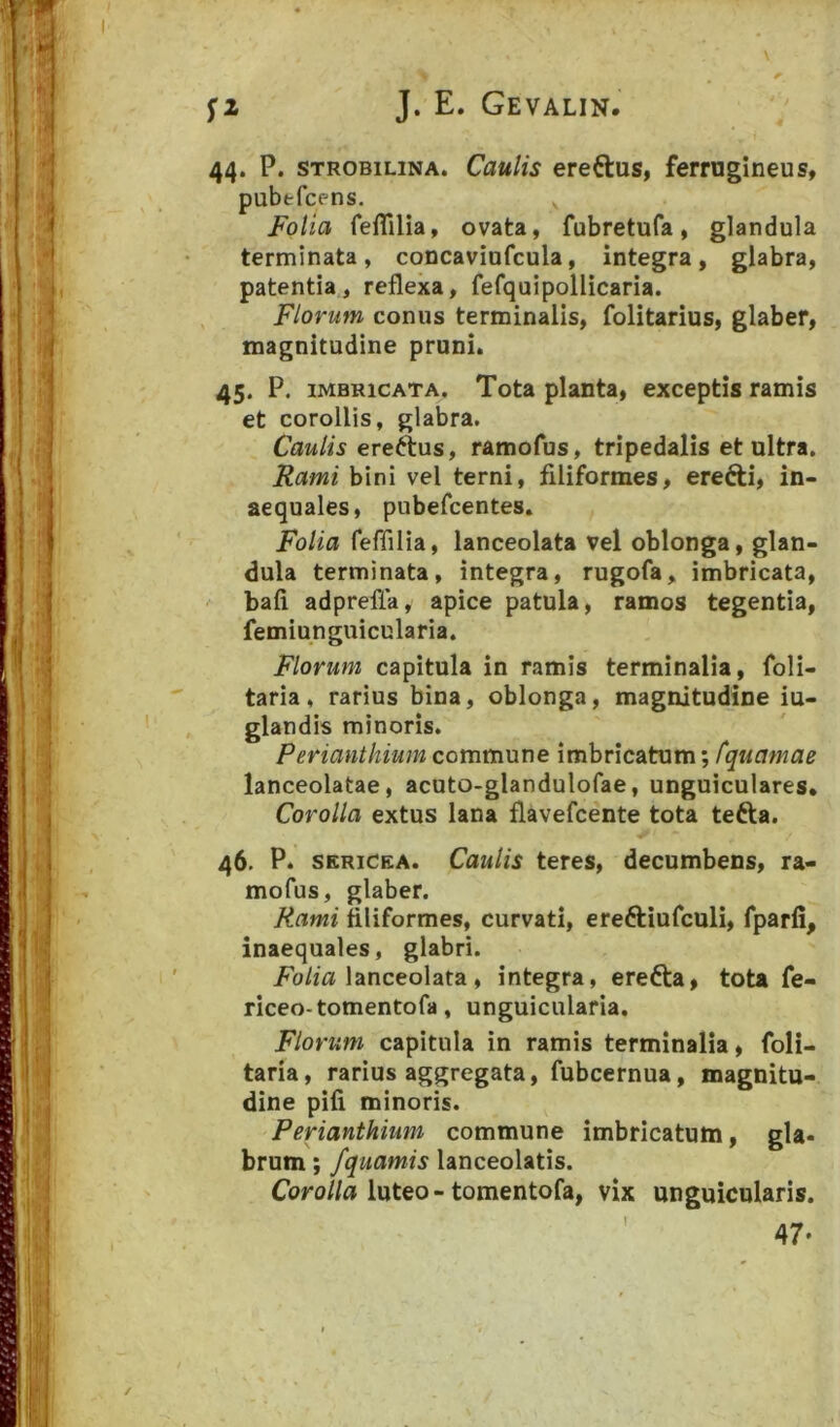 44. P. STROBiLiNA. CauHs creftus, ferrugineus, pubfcfcens. Folia feflilia, ovata, fubretufa, glandula terminata, concaviufcula, integra, glabra, patentia, reflexa, fefquipollicaria. Florum conus terminalis, folitarius, glaber, magnitudine pruni. 45. P. IMBRICATA. Tota planta, exceptis ramis et corollis, glabra. Caulis ramofus, tripedalis et ultra. Rami bini vel terni, filiformes, erefti, in- aequales, pubefcentes. Folia feffilia, lanceolata vel oblonga, glan- dula terminata, integra, rugofa, imbricata, ' bali adprefla, apice patula, ramos tegentia, femiunguicularia. Florum capitula in ramis terminalia, foli- taria, rarius bina, oblonga, magnitudine iu- glandis minoris. Perianthium commune imbricatum; fquamae lanceolatae, acuto-glandulofae, unguiculares» Corolla extus lana flavefcente tota tefta. 46. P. SERICEA. Caulis teres, decumbens, ra- mofus, glaber. Rami filiformes, curvati, ereftiufculi, fparfi, inaequales, glabri. lanceolata, integra, erefta, tota fe- riceo-tomentofa, unguicularia. Florum capitula in ramis terminalia, foli- taria, rarius aggregata, fubcernua, magnitu- dine pifi minoris. Perianthium commune imbricatum, gla- brum; fquamis lanceolatis.