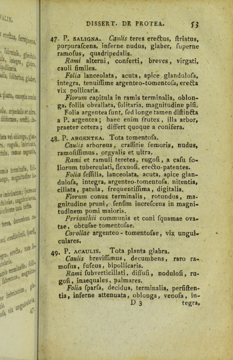 >h, mpeiiiJiietah niiibriKj, erf&', in. liii veloliloiigtigltii' n, rngofi. inibricit3| rifflos tfgeotia, 47- P- SALIGNA. Cau/is teres ereftus, ftriatus, purpurafcens, inferne nudus, glaber, fuperne ramofus, quadripedalis, Jiamt alterni, conferti, breves, virgati, cauli fimiles. jFfl/m lanceolata, acuta, apice glandulofa, integra, tenuilTime argentep-tomentofa, erefta vix pollicaria. Florum capitula in ramis terminalia, oblon- . ga, foliis obvallata, folitaria, magnitudine pifi. Folia argentea funt, fed longe tamen diftinfta a P, argentea; haec enim frutex, illa arbor, praeter cetera ; differt quoque a conifera, 4g. P. argentea. Tota tomentofa. I Caulis arboreus, craflitie femoris, nudus, ramofifiimus, orgyalis et ultra. Rami et ramuli teretes, rugofi, a cafu fo- liorum tuberculati, flexuofi, erefto-patentes. Folia feffilia, lanceolata, acuta, apice glan- dulofa, integra, argenteo-tomentofa, nitentia, ciliata, patula, frequentiffima, digitalia, Florum conus terminalis, rotundus, ma- gnitudine pruni r- fenfim increfcens in magni- tudinem pomi maioris. Perianthii communis et coni fquamae ova- tae, obtufae tomentofae. Corollae argenteo - tomentofae, vix ungui- culares. P. ACAULis. Tota planta glabra. Caulis breviflimus, decumbens, raro ra- v mofus, fufcus, bipollicaris. Rami fubverticillati, diffufi, nodulofi, ru- gofi, inaequales, palmares. F'o/m fparfa, decidua, terminalia, perliften- tia, inferne attenuata, oblonga, venofa, in- D 3 ' tegra.