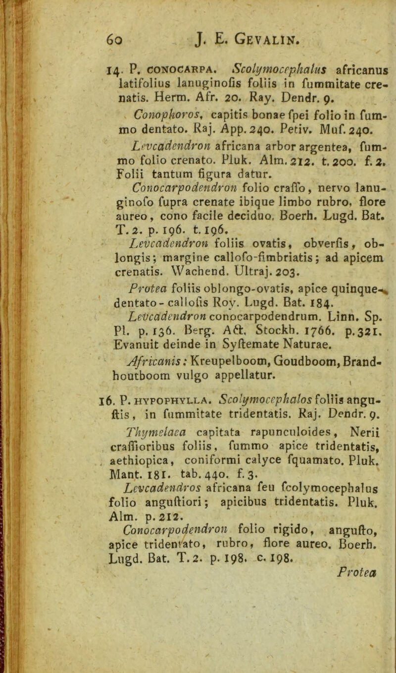 ✓ 14. P. CONOCARPA. Scolymocpphatus africanus latifolius lanuginofis foliis in fummitate cre- natis. Herm. Afr. 20. Ray. Dendr. 9. , Conophoros, capitis bonae fpei folio in fum- mo dentato. Raj. App. 240. Petiv. Muf. 240. Lpvcadendron africana arbor argentea, fum- mo folio crenato. Pluk. Alm. 212. t. 200. f. 2. Folii tantum 6gura datur. Conocarpodendron folio crafTo, nervo lanu- ginofo fupra crenate ibique limbo rubro, flore aureo, cono facile deciduo, Boerh. Lugd. Bat. T. 2. p. 196. t, 196. Levcadendron foliis ovatis, obverfis, ob- longis; margine callofo-fimbriatis; ad apicem crenatis. Wachend. Ultraj. 203. Protea foliis oblongo-ovatis, apice quinque-% dentato-callofis Roy. Lugd. Bat. I84. Let}cadendroncor\oc2Lr\)0^eaAmTn. Linn. Sp. Pl. 9.136, Berg. Att, Stockh, 1766. p.32I. Evanuit deinde in Syftemate Naturae. Africanis: Kreupelboom, Goudboom, Brand- houtboom vulgo appellatur. 16. P. HYPOPHYLLA. Scolymoccphalos foliis angu- ftis, in fummitate tridentatis. Raj. Dendr. 9. Thymelaea capitata rapunculoides, Nerii craflioribus foliis, fummo apice tridentatis, , aethiopica, coniformi calyce fquamato. Pluk. Mant. I8I. tab. 440. f. 3. Lcvcadendros africana feu fcolymocephalus folio anguftiori; apicibus tridentatis. Pluk. Alm. p.2l2. Conocarpodendron folio rigido, angufto, apice tridenfato, rubro, flore aureo. Boerh. Lugd. Bat. T.2. p. 198, c. 198.