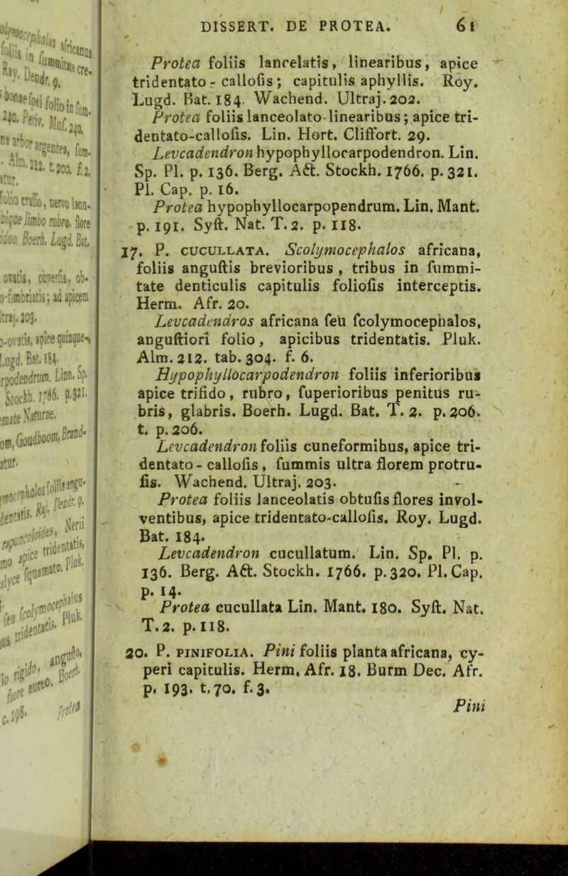 / nipJim rawo. flore Soeri. Lugd. Bat, ov«l$, ciiverfls, ob- Q-f:inbtiaris; ad apicem Itraj.JOJ. )-ovm apice (joiiii]oe-> [,i]g(J. Bat. _ rfodendrvtn. Lim- Sp- S!oc)ib,i:d6. p.321. .Naturae* atnr* Protea foliis lancelatis, linearibus, apice tridentato - callofis; capitulis aphyllis. Roy. Lugd. Bat. 184 Wachend. Ultraj.202. Protea foliislanceolato-linearibus; apice tri- dentato-callofis. Lin. Hort. Cliffort. 29. Levcadendron hypophyllocarpodendron. Lin. Sp. Pl. p. 136. Berg. Aft. Stockh. 1766. p. 321. Pl. Gap. p. 16. Protea hypophyllocarpopendrum. Lin. Mant. p. 191. Syft. Nat. T.2. p. II8. 17, P. cucuLLATA. Scolymocephalos africana, foliis anguftis brevioribus , tribus in fummi- tate denticulis capitulis foliolis interceptis. Herm. Afr. 20. Levcadendros africana feu fcolymocephalos, anguftiori folio, apicibus tridentatis. Pluk. Alnt. 212. tab. 304. f. 6. Hypophyllocarpodendron foliis inferioribus apice trifido, rubro, fuperioribus penitus ru- bris, glabris. Boerh. Lugd. Bat. T. 2. p. 206. t. p. 206. Levcadendron foliis cuneformibus, apice tri- dentato - callofis, fummis ultra florem protru- fls. Wachend. Ultraj. 203. Protea foliis lanceolatis obtufis flores invol- ventibus, apice tridentato-callofis. Roy. Lugd. Bat. 18 4. Levcadendron cucullatum. Lin. Sp. Pl. p. 136. Berg. Aft. Stockh. 1766. p.320. Pl. Gap. p. 14. Protea cucullata Lin. Mant. 180. Syft, Nat. T.2. p. 118. ao. P. PiNiFOLiA. Pini foliis planta africana, cy- peri capitulis. Herm. Afr. I8. Burm Dec. Afr. p. 193. t.70. f.3. Pim