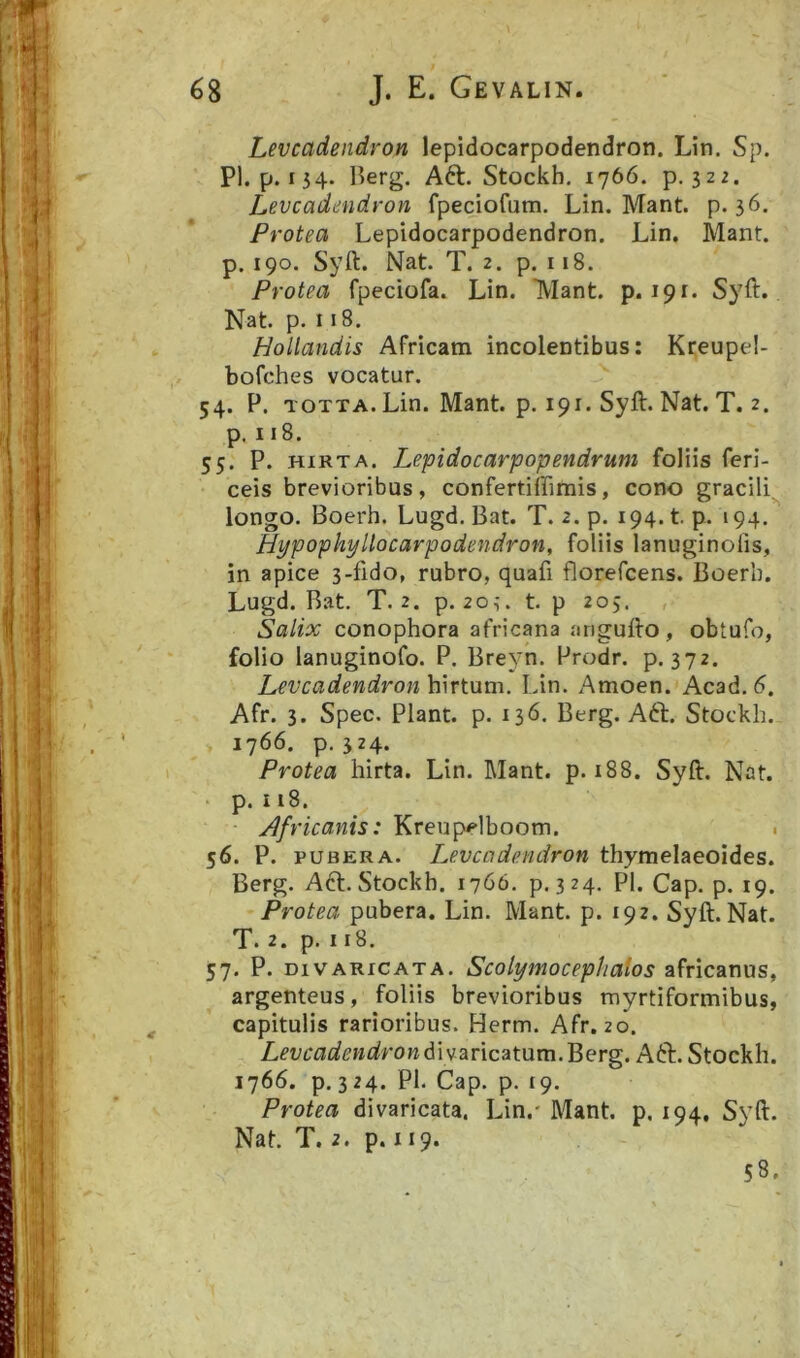 Levcadendron lepldocarpodendron. Lin. Sp. Pl. p. 134. l?erg. A6t. Stockh. 1766. p. 322. Levcadendron fpeciofum. Lin. Mant. p. 36. Protea Lepldocarpodendron. Lin. Mant. p. 190. Syft. Nat. T. 2. p. 118. Protea fpeciofa. Lin. iVIant. p. 191. Syft. Nat. p. 118. Hollandis Africam incolentibus: Kreupel- bofches vocatur. 54. P. TOTTA. Lin. Mant. p. 191. Syft. Nat. T. 2. p. 118. 55. P. HIRTA. Lepidocarpopendruni foliis feri- ceis brevioribus, confertiffimis, cono gracili longo. Boerh. Lugd. Bat. T. 2. p. 194. t, p. 194. Hypophyllocarpodendron, foliis lanuginoiis, in apice 3-fido, rubro, quafi florefcens. Boerb. Lugd. Bat, T. 2. p. 203. t. p 205. , Salix conophora africana .angufto, obtufo, folio lanuginofo. P. Breyn. Prodr. p. 372. Levcadendron Lin. Amoen. Acad. 5. Afr. 3. Spec. Piant, p. 136. Berg. Aft. Stockh. 1766. p, 324. Protea hirta. Lin. Mant. p. 188. Syft. Nat. ‘ p. 118. Africanis: Kreupelboom. ■ 56. P. PUBERA. Levcadendron thymelaeoides. Berg. A61. Stockh. 1766. p. 324- Ph Cap. p. 19. Protea pubera. Lin. Mant. p. 192. Syft. Nat. T. 2. p. 118. 57. P. DIVARICATA. Scolymocepiialos africanus, argenteus, foliis brevioribus myrtiformibus, capitulis rarioribus. Herm. Afr. 20. Levcadendron6W2iv\cAX.\xm.'^erg. Aft. Stockh. 1766. p. 324. Pl, Cap. p. 19. Protea divaricata. Lin.' Mant. p. 194, Syft. Nat T. 2. p. 119. 58.