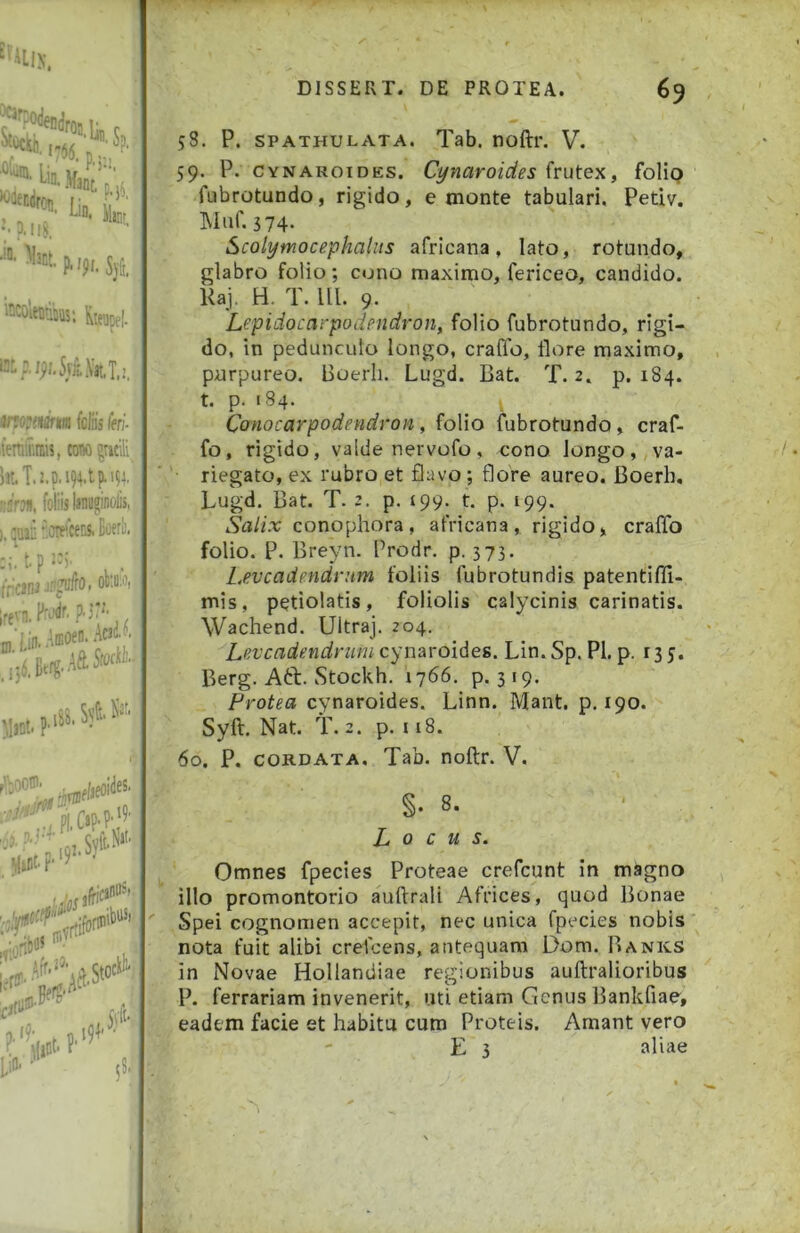 1-56. n lin U,«. ■“ C..4 '^‘'fEdrcti, (j s.  ■*■'I®'M>|. Sji. iKoleDdwsi fceupfl. srfopmm foliis feri- feraxms, cow^ciii ht.T.2.p.i94.tp->?4. dfjn, foliis Isnoginolis, ). :uii: orfoens. Bccrl). trans j#o* lreva.Mr.?.3:^ 58. P. SPATHULATA. ,Tab. noftr. V. 59. P. CYNARoiDES. C^narotdes (vutex, folip fubrotundo, rigido, e monte tabulari. Petiv. Muf. 374. Scolymocephalns afrlcana, lato, rotundo, glabro folio; cono maximo, fericeo, candido. Kaj. H. T. Ul. 9. Lepidocarpodpiidron, folio fubrotundo, rigi- do, in pedunculo longo, erado, flore maximo, purpureo, floerli. Lugd. Bat. T. 2. p. 184. t. p. 184. , Conocarpodendron, folio fubrotundo, craf- fo, rigido, valde nervofo, cono longo, va- riegato, ex rubro et flavo; flore aureo. Boerh, Lugd. Bat. T. 2. p. 499- t. p. 199. Salix conophora, africana, rigido, erado folio, p. Breyn. Prodr. p. 373. Leveadendram foliis fubrotundis patentifll- mis, petiolatis, foliolis calycinis carinatis. Wachend. Ultraj. 204. Levcadendruni cyuaroides. Lin.Sp. Pl. p. 135. Berg. Aft. Stockh. 1766. p. 319. Protea cynaroides. Linn. Mant. p. 190. Syft. Nat. T. 2. p. 118. 60. P. CORDATA. Tab. noftr. V. ■ . §.8. Locus. ' Omnes fpecies Proteae crefeunt in magno illo promontorio auftrali Africes, quod Bonae ' .Spei cognomen accepit, nec unica fpecies nobis nota fuit alibi crefeens, antequam Dom. Banks in Novae Hollandiae regionibus auftralioribus P. ferrariam invenerit, uti etiam Genus Bankfiae, eadem facie et habitu cum Proteis. Amant vero E 3 aliae