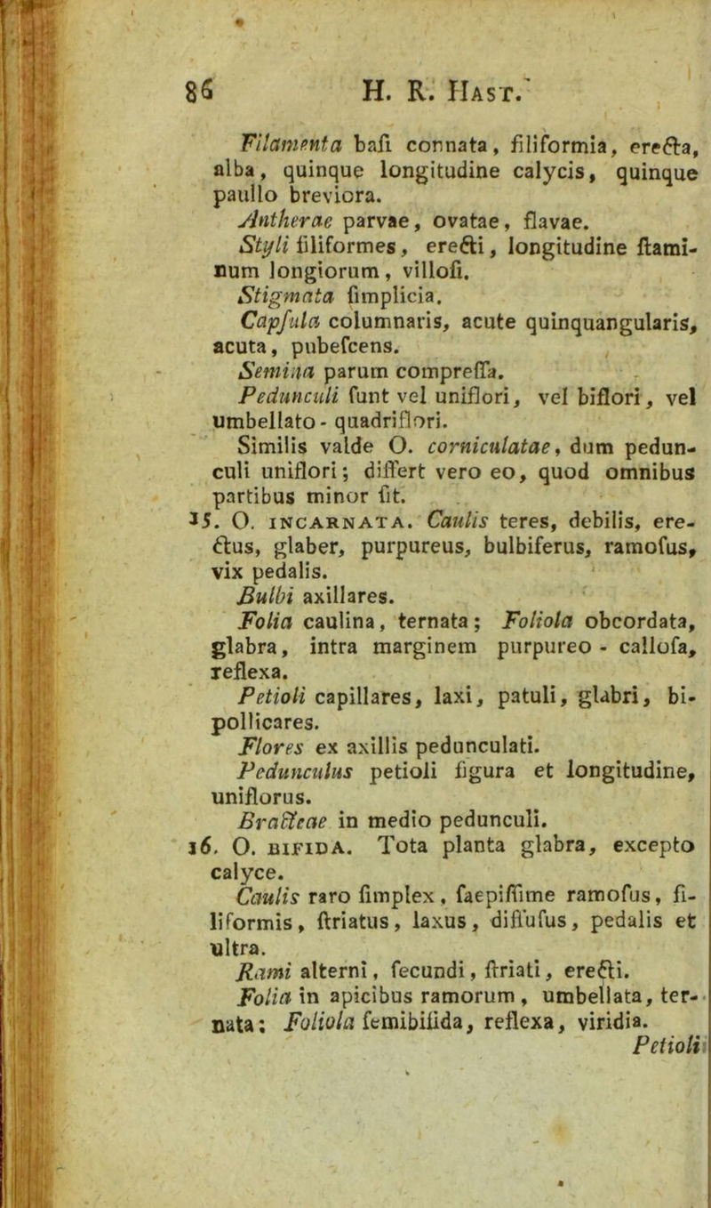 Filammta bafi connata, filiformia, erecta, alba, quinque longitudine calycis, quinque paullo breviora. yintherae parvae, ovatae, flavae. Styli filiformes, erefti, longitudine flami- num longiorum, villofi. Stigmata fimplicia, Capfula columnaris, acute quinquangularis, acuta, pubefeens. Semina parum comprefia. Pedunculi funt vel uniflori, vel biflori, vel umbellato* quadriflori. Similis valde O. corniculatae ^ dum pedun- culi uniflori; differt vero eo, quod omnibus partibus minor fit. J5. O. INCARNATA. CauUs teres, debilis, ere- ctus, glaber, purpureus, bulbiferus, ramofus, vix pedalis. ‘ Bulbi axillares. Folia caulina, ternata; Foliola obeordata, glabra, intra marginem purpureo - callofa, xeflexa. Petioli capillares, laxi, patuli, glabri, bi- pollicares. Flores ex axillis pedunculati. Pedunculus petioli figura et longitudine, uniflorus. BraBteae in medio pedunculi. i6. O. BIFIDA. Tota planta glabra, excepto calyce. Caulis raro fimplex , faepiffime ramofus, fi- liformis, ftriatus, laxus, difiufus, pedalis et nitra. Rami alterni, fecundi, ftriati, erefti. Folia in apicibus ramorum , umbellata, ter-> nata; femibifida, reflexa, viridia. Petiolu