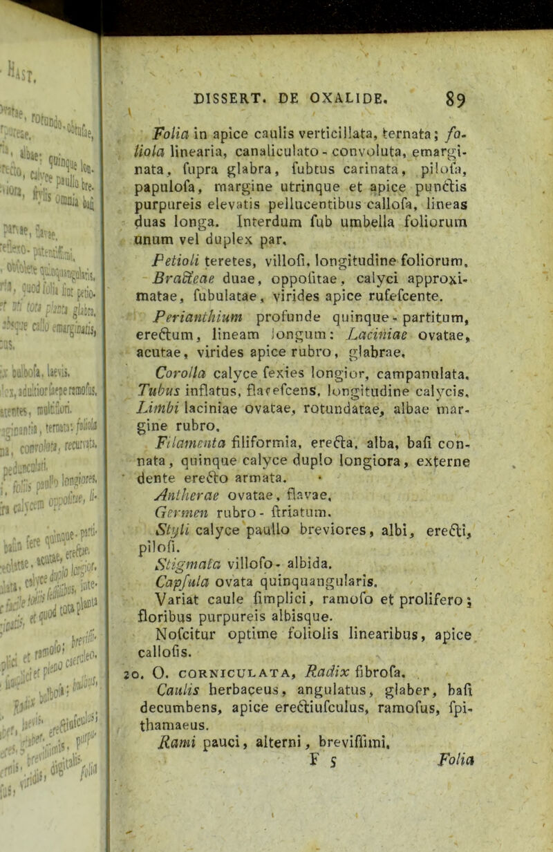 , -s Oflmjj jjjjj r.j^v> %. i; -'I --.jf >UtX0- mtf-.tir .licdiiilij lijj p^jio^ ■'^ ■ p:js:i glab. callo m^inatis, ;; -fi. lievis, ' x.iilttiorlafterjiiiofc, -r.fes, isfll^uuri , temaia' ij, ffCiirvatJi :j::. :-J'' !on?ior?5- ; (L';i-5 ,•' > i: ■. ODVOtIif, • J5 .• s;:.3 «:.3 Am- Tf&f, |V^!or. I..,p Jy;|0'‘3 •jtl. iste* ii*»- I . iVf'*'-'' I liJ-''’ , ■. , ■ . vibo'.».-'' s^’ “ s.m-iiy*’' V ijj -«'■Xa.iif /i» fff' Folia in apice caulis verticillata, ternata; fo- liola linearia, canaliculato - convoluta, emar^i- nata, fupra glabra, fubtus carinata, pilofa, papulofa, margine utrinque et apice puntilis purpureis elevatis pellucentibiis callofa, lineas duas longa. Interdum fub umbella foliorum anum vel duplex par. Petioli teretes, villofu longitudine foliorum. Bradieae duae, oppolitae, calyci approxU matae, fubulatae, virides apice rufefcente. Perianthium profunde quinque - partitum, ereftum, lineam longum: Laciniae ovatae, acutae, virides apice rubro, glabrae. Corolla calyce fexies longior, campanulata. Tubus inflatus, flatefcens, longitudine calycis. Limbi laciniae ovatae, rotundatae, albae mar- gine rubro. Filamenta filiformia, erefta. alba, bali con- nata, quinque calyce duplo longiora, externe ■ dente erefto armata. Aniherae ovatae, flavae. Germen rubro - ftriatum. Styli calyce pauUo breviores, albi, eredli, pilofi. Stigmata villofo- albida. Capfula ovata quinquangularis. Variat caule fimplici, ramofo etprolifero; floribus purpureis albisque- Nofcitur optime foliolis linearibus, apice callofis. 20. O. CORNICULATA, RadiX {\hvo^z. Caulis herbaceus, angulatus, glaber, bafi decumbens, apice erecliufculus, ramofus, fpi- thamaeus. Rami pauci, alterni, brevifllini,