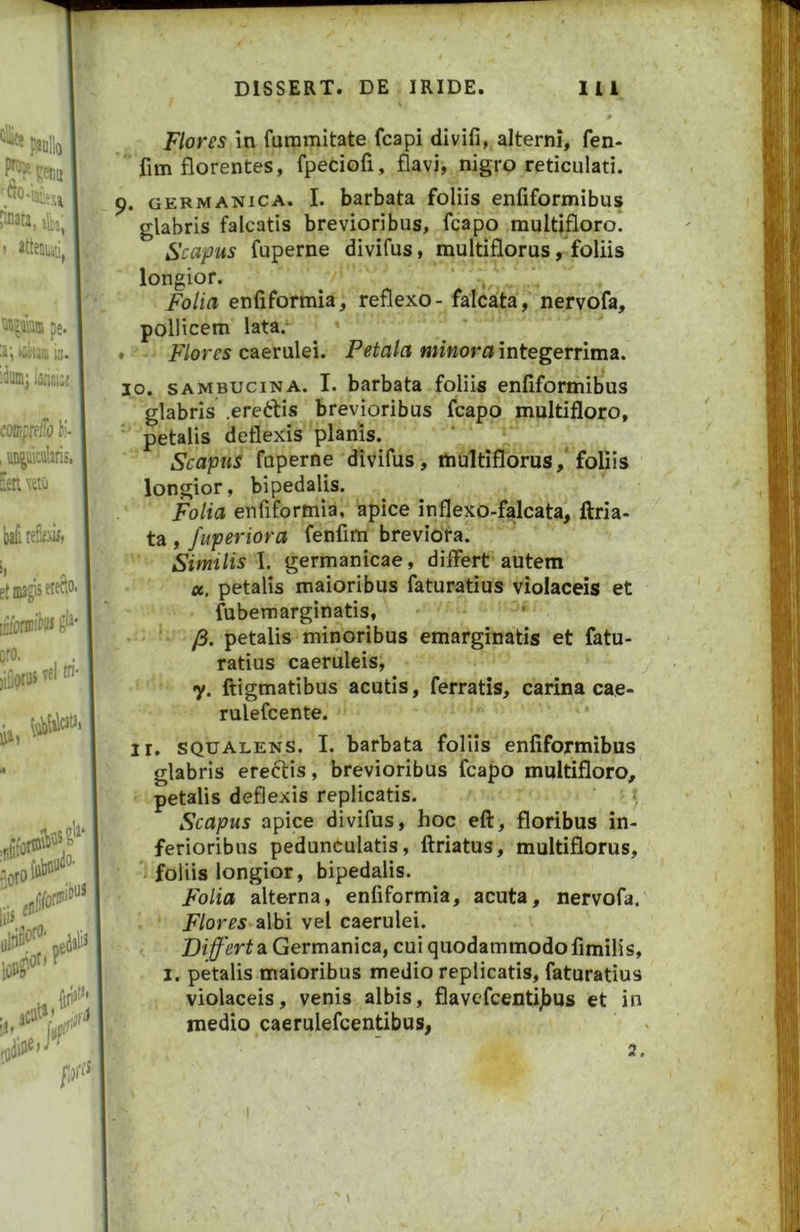 Flores In fummitate fcapi divifi, alterni, fen- fim florentes, fpeciofi, flavi, nigro reticulati. 9. GERMANICA. I. barbata foliis enfiformibus glabris falcatis brevioribus, fcapo multifloro. Scapus fuperne divifus, multiflorus/foliis longior. ^ , folia enfiformia, reflexo- falcata, nervofa, pollicem lata. . Flores caerulei. Petala minora integerrima. 10. SAMBUCINA. I. barbata foliis enfiformibus glabris .eretbis brevioribus fcapo multifloro, petalis deflexis planis. Scapus fuperne divifus, ttiultiflorus/foliis longior, bipedalis. Folia enfiformia, apice inflexo-falcata, ftria- ta , fuperiora fenfim breviora. Smilis I. germanicae, differt autem oc. petalis maioribus faturatius violaceis et fiibemarginatis, y8. petalis minoribus emarginatis et fatu- ratius caeruleis, 7. ftigmatibus acutis, ferratis, carina cae- rulefcente. ir. SQUALENS. I. barbata foliis enfiformibus glabris erefUs, brevioribus fcapo multifloro, petalis deflexis replicatis. Scapus apice divifus, hoc eft, floribus in- ferioribus pedunculatis, ftriatus, multiflorus, foliis longior, bipedalis. Folia alterna, enfiformia, acuta, nervofa. Flores albi vel caerulei. a Germanica, cui quodammodo fimilis, 1. petalis maioribus medio replicatis, faturatius violaceis, venis albis, flavefcentijbus et in medio caerulefcentibus, \ 2,